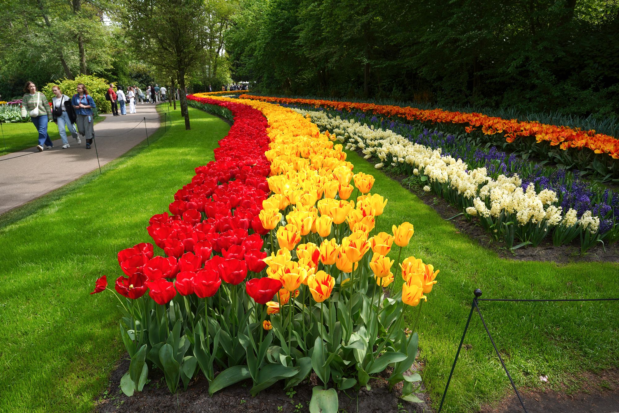 Tulip Garden II (59)