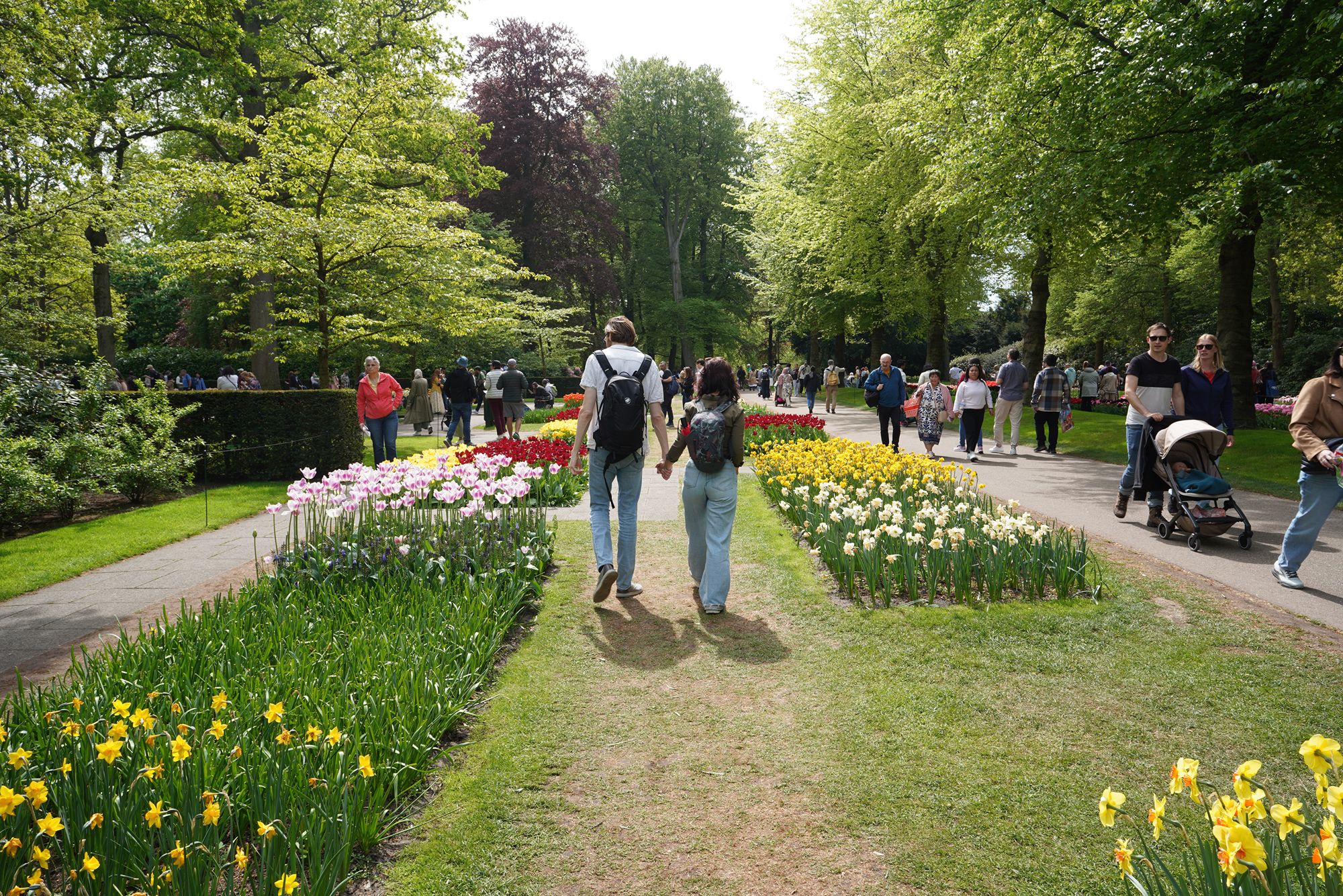 Tulip Garden II (60)