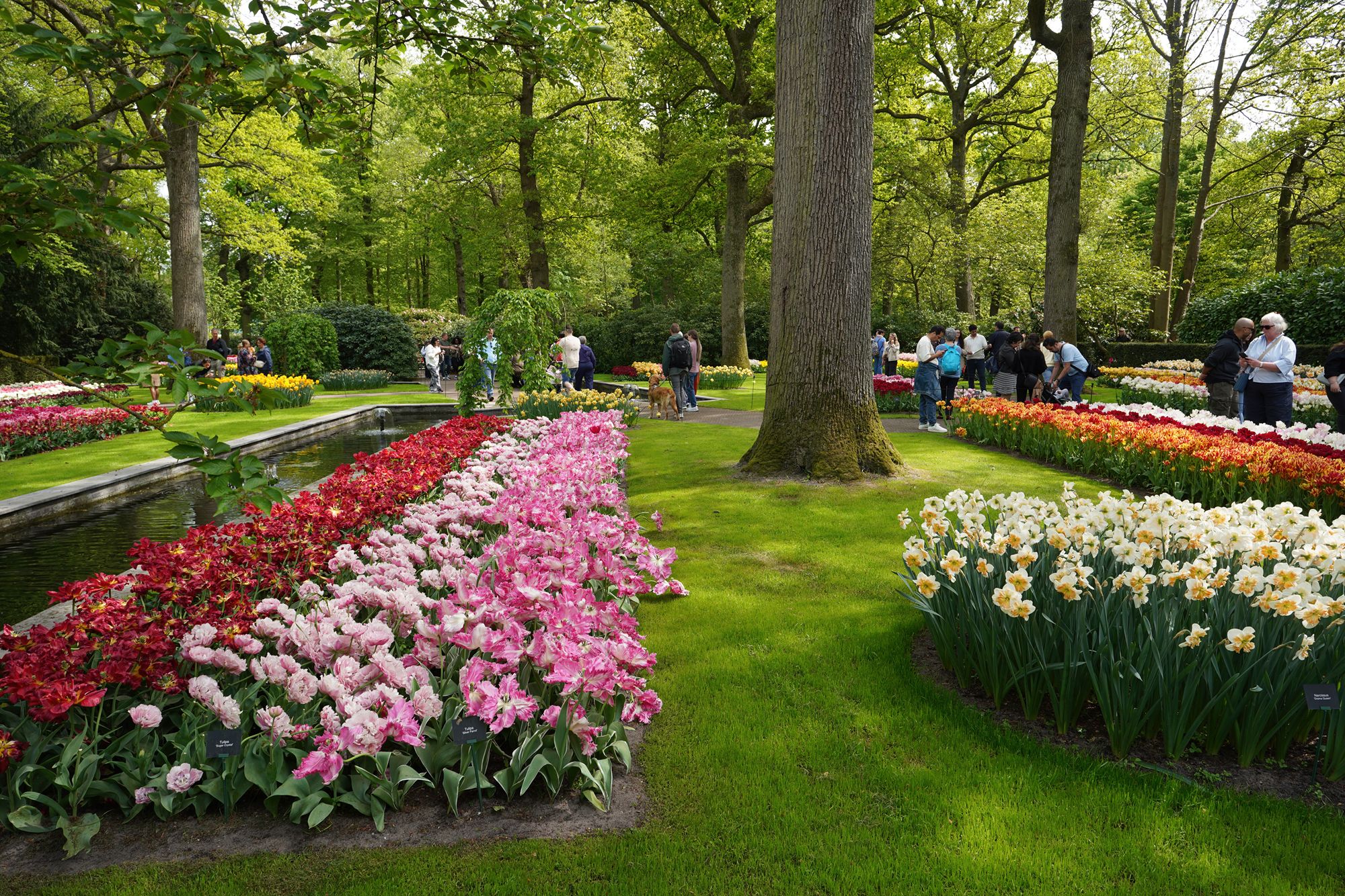 Tulip Garden II (63)