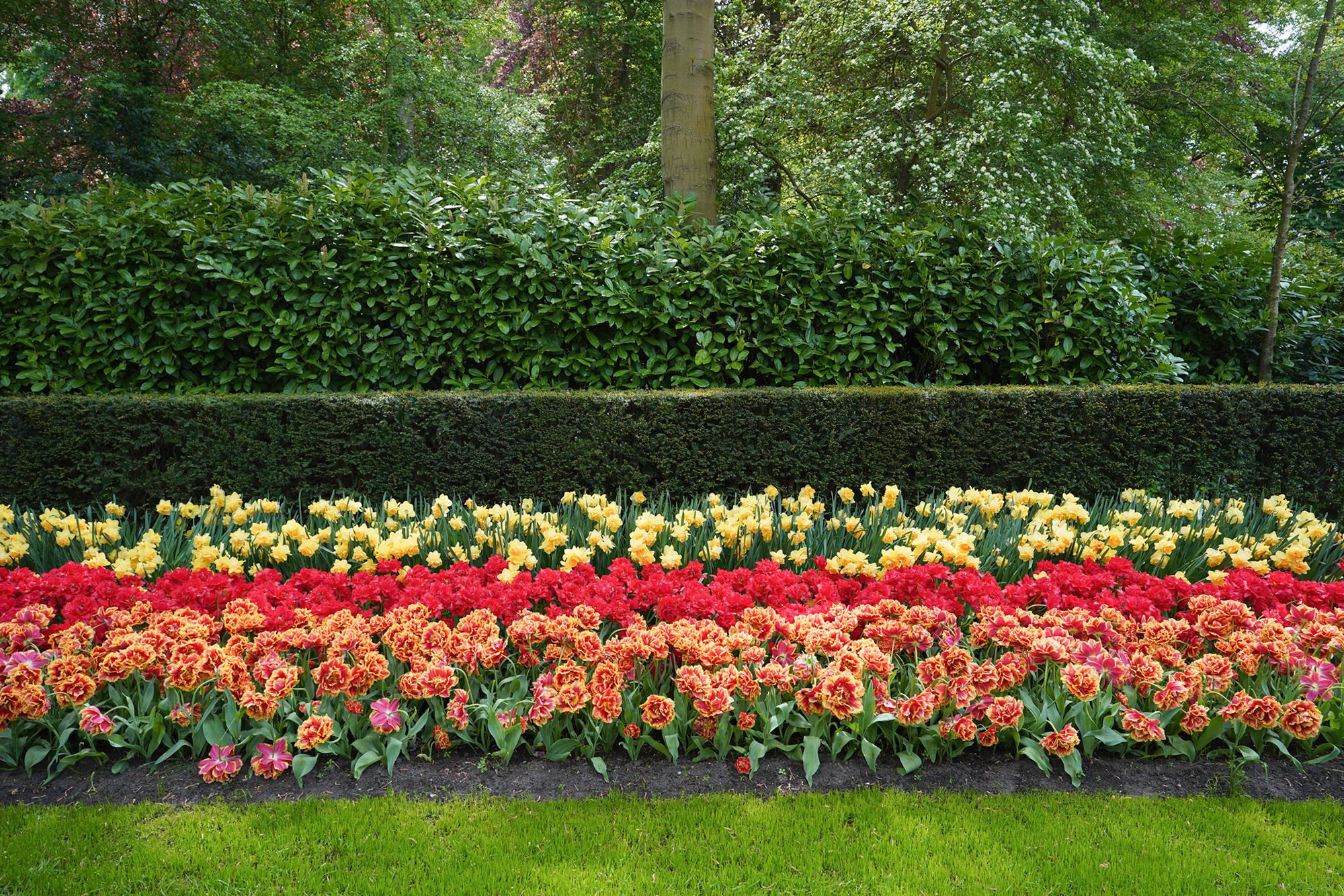 Tulip Garden II (64)