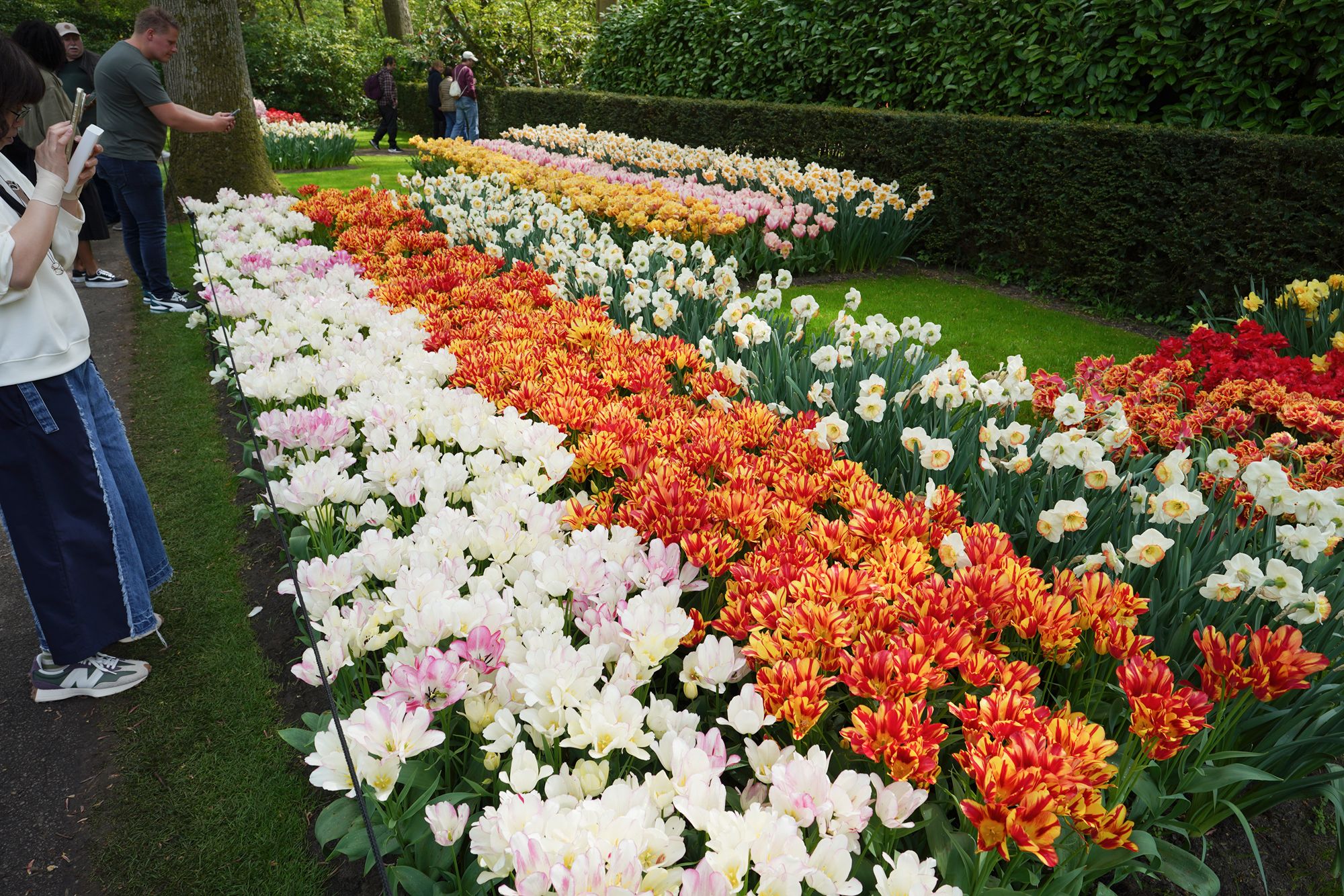 Tulip Garden II (65)