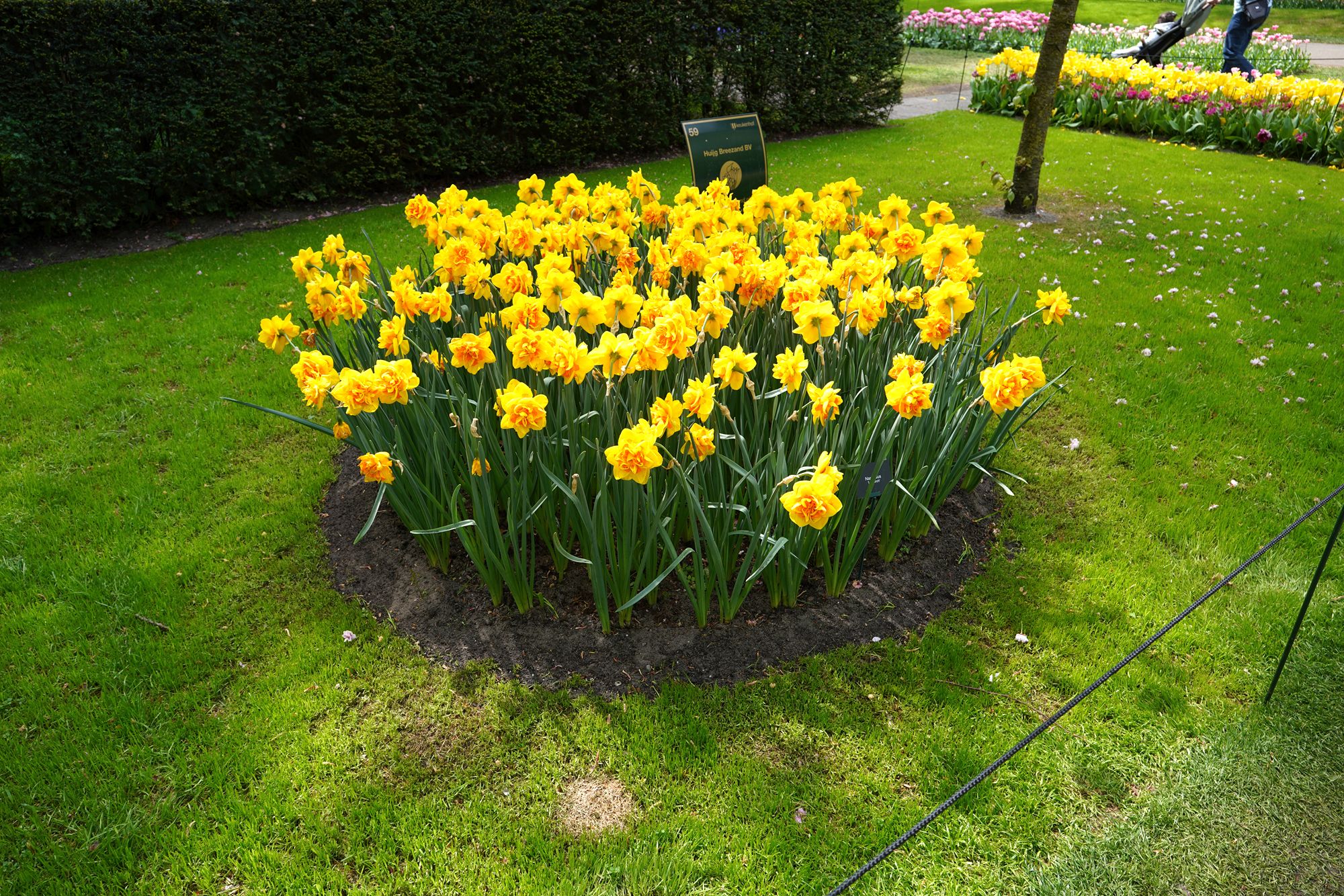 Tulip Garden II (66)