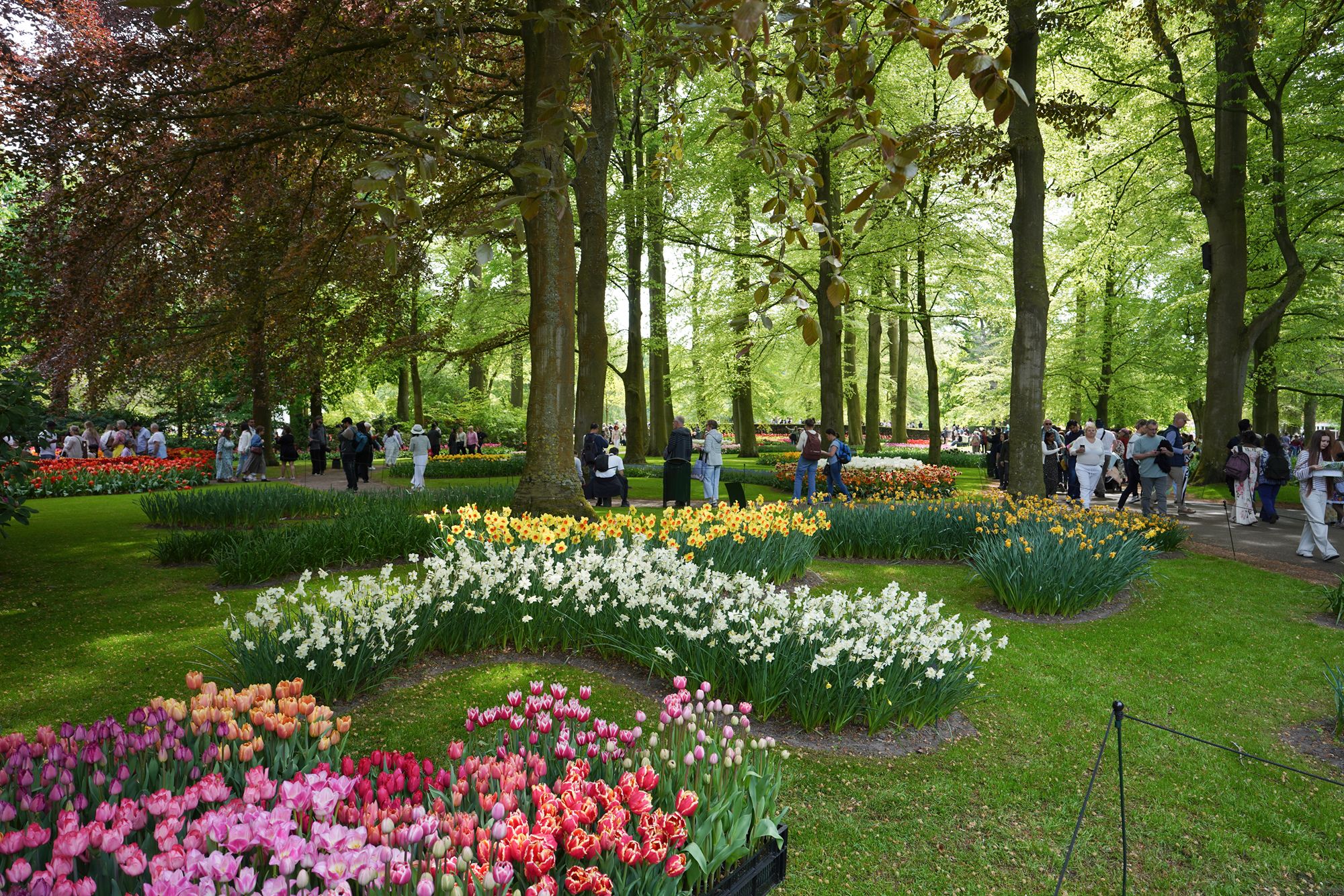 Tulip Garden II (67)