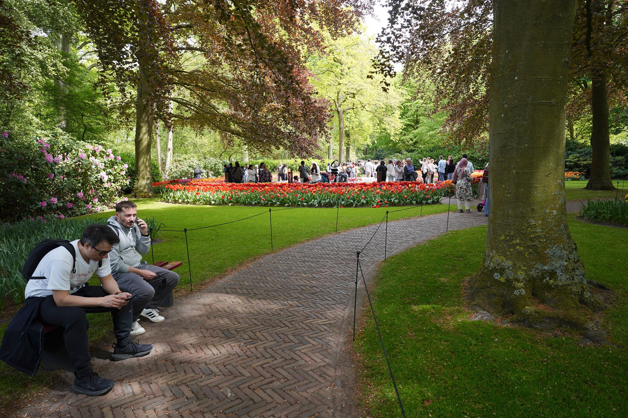 Tulip Garden II (68)
