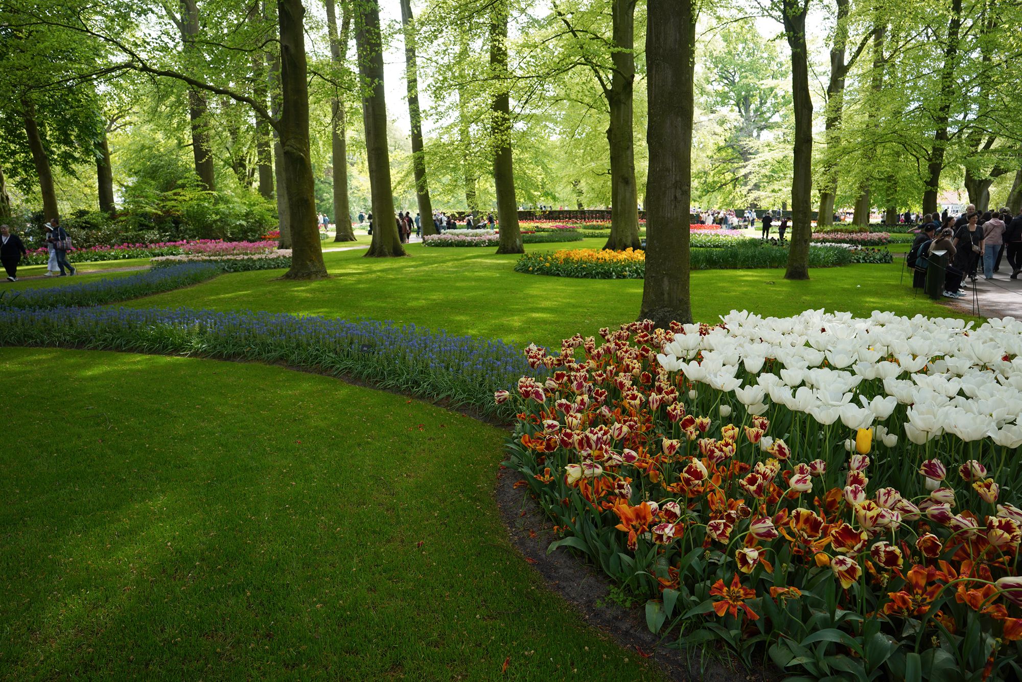 Tulip Garden II (69)