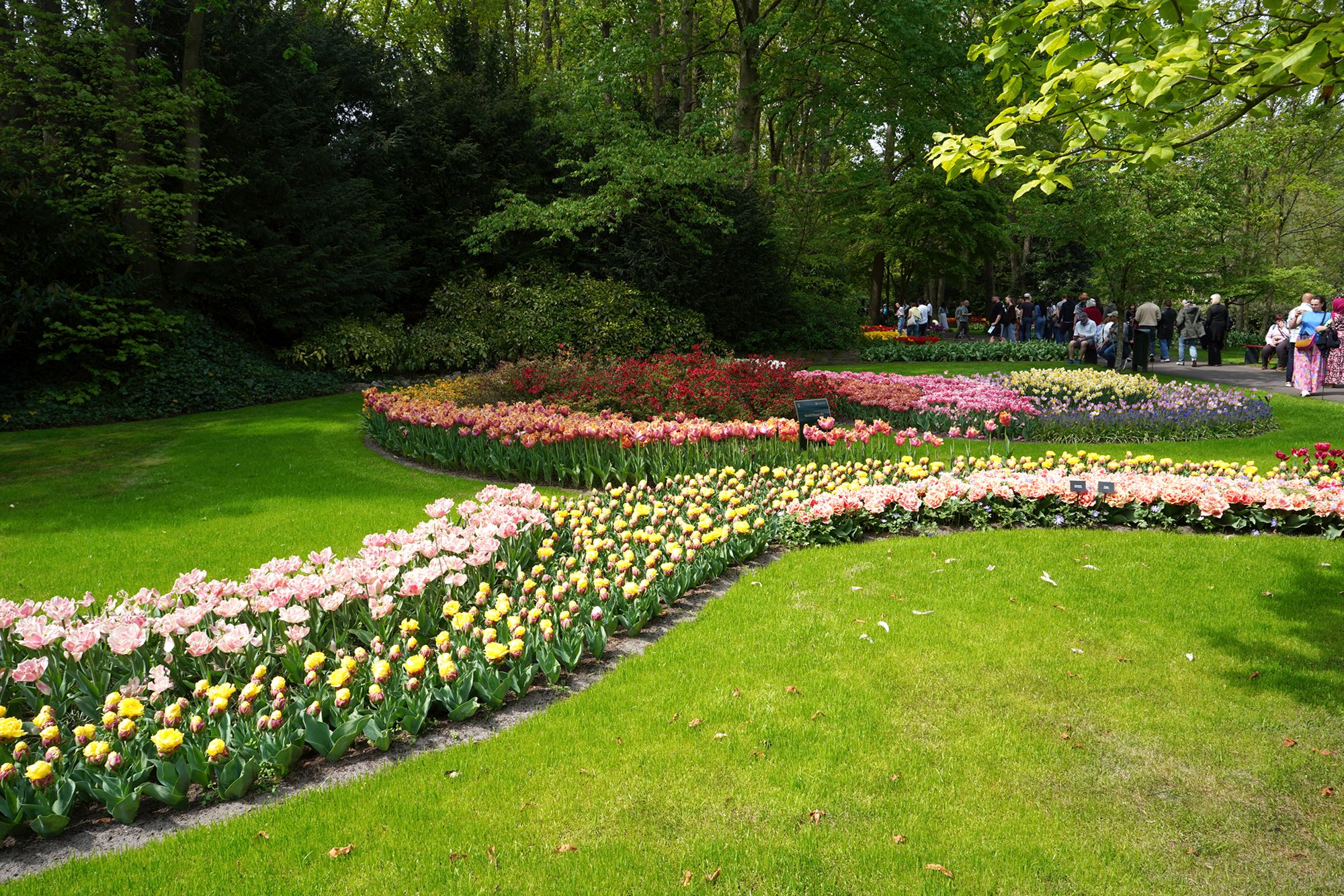 Tulip Garden II (7)