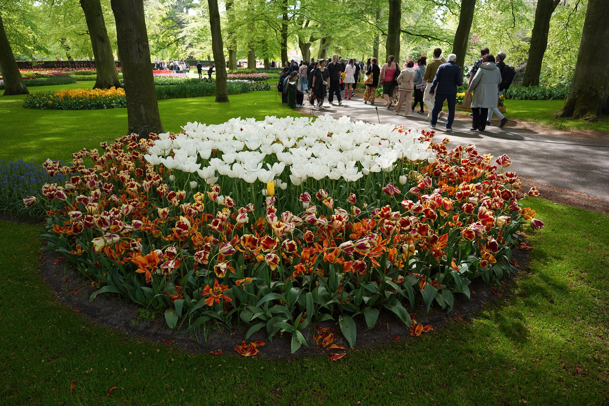 Tulip Garden II (70)