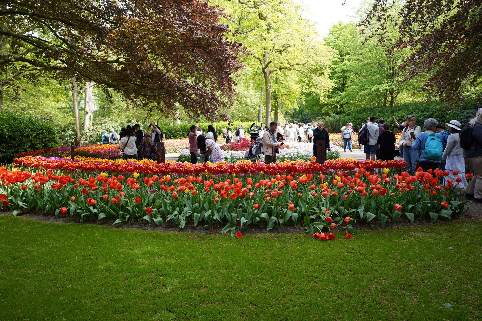 Tulip Garden II (71)