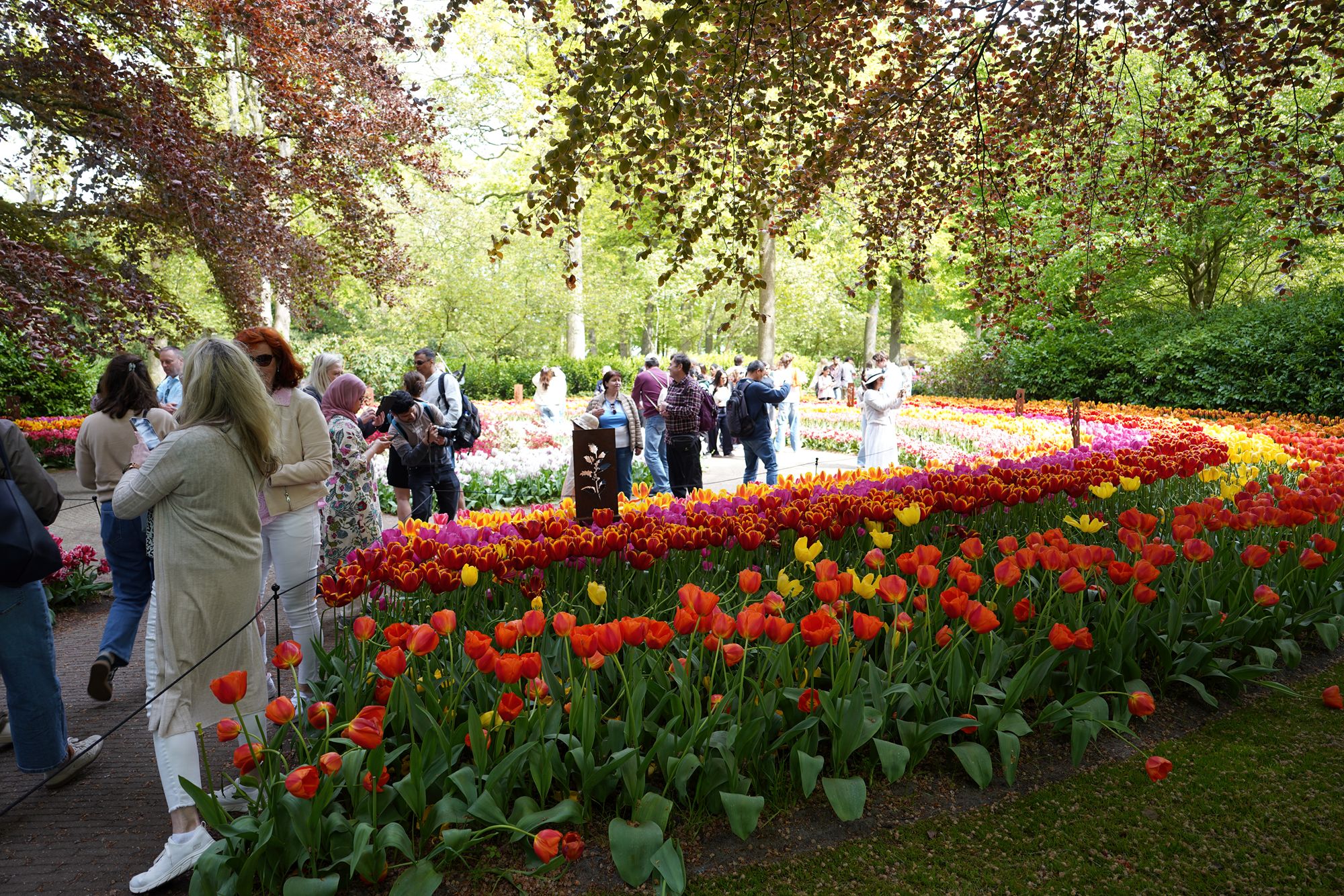 Tulip Garden II (73)