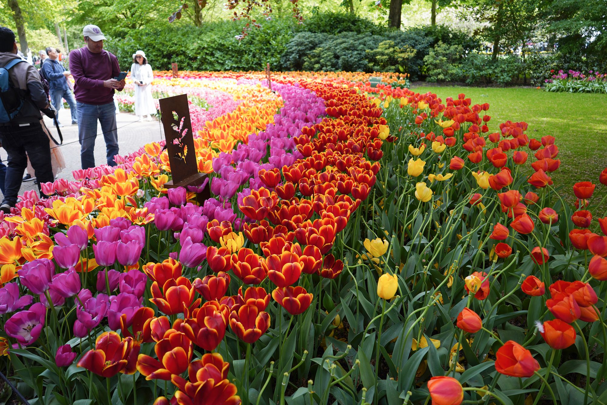 Tulip Garden II (74)
