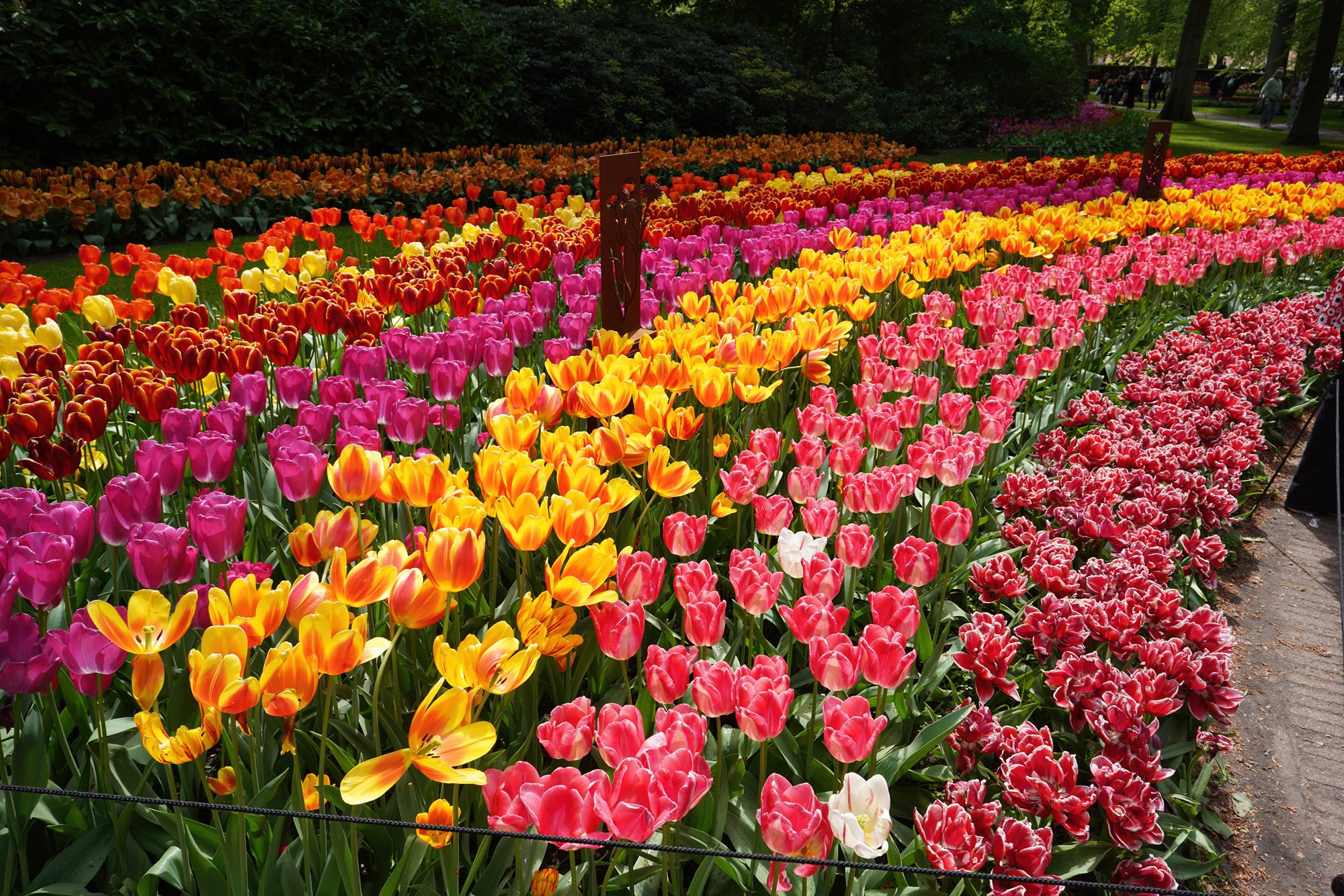 Tulip Garden II (76)