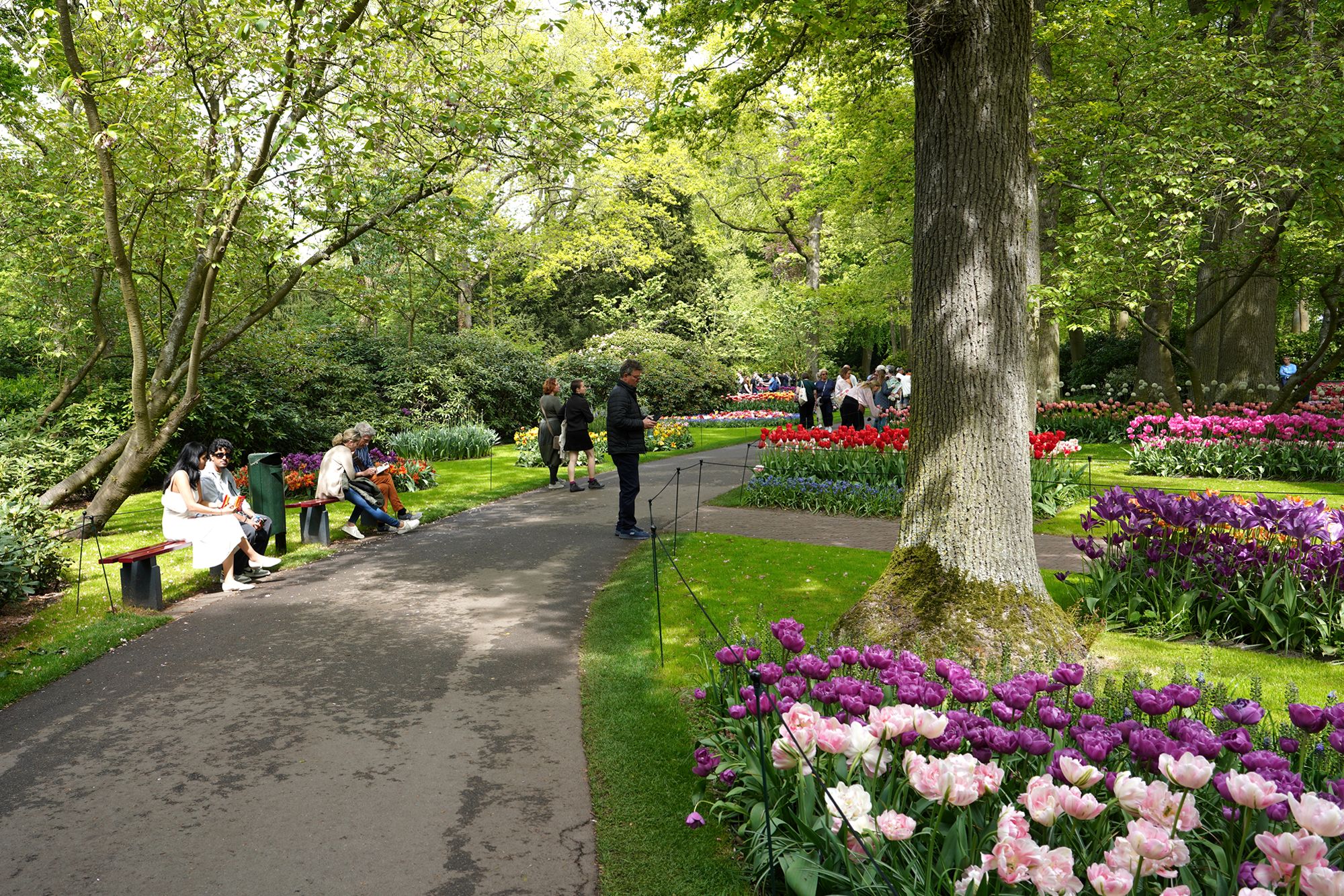 Tulip Garden II (77)