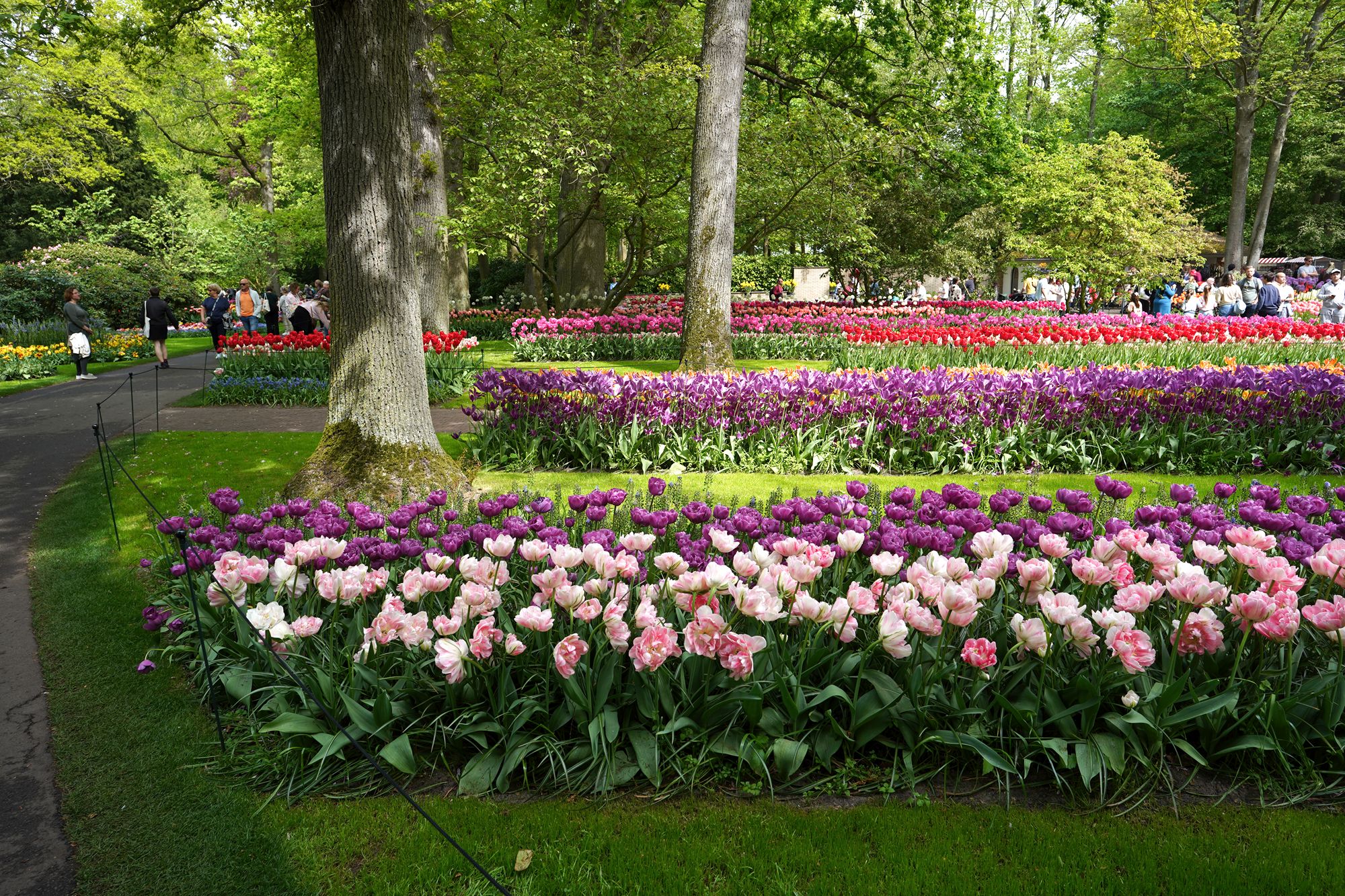 Tulip Garden II (78)