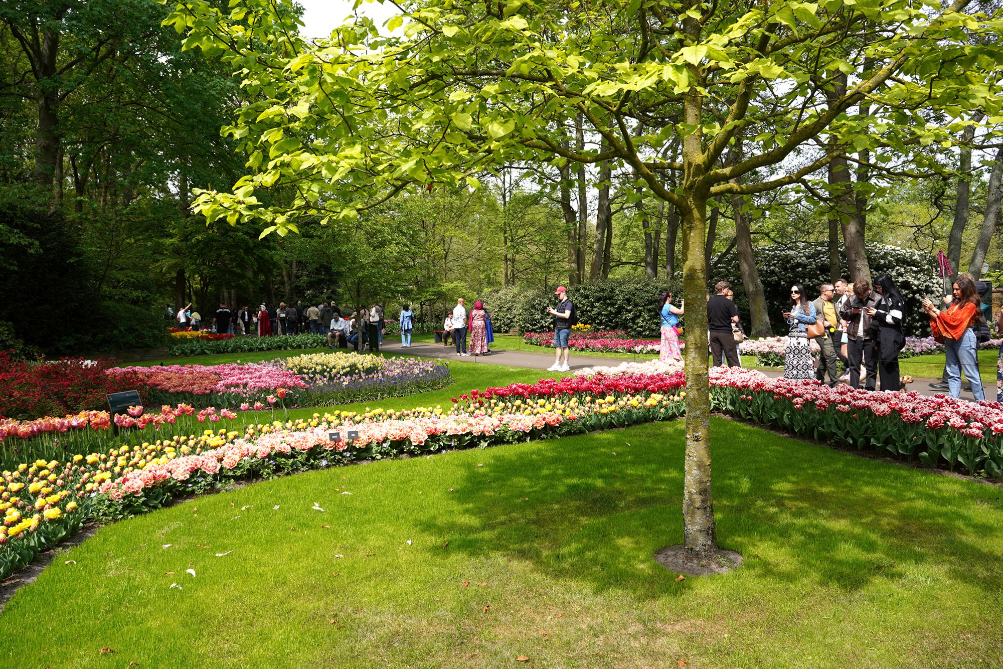Tulip Garden II (8)