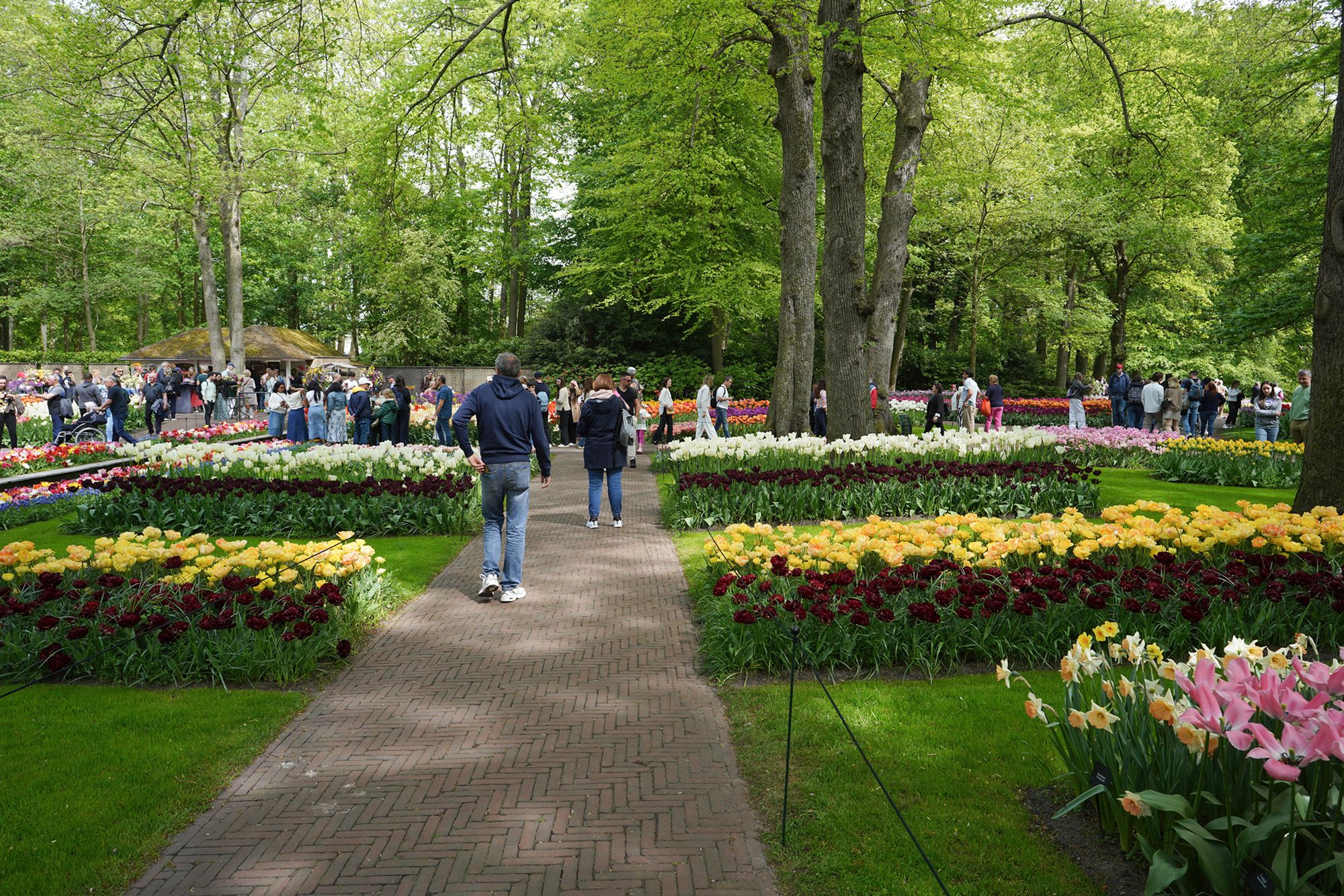Tulip Garden II (80)
