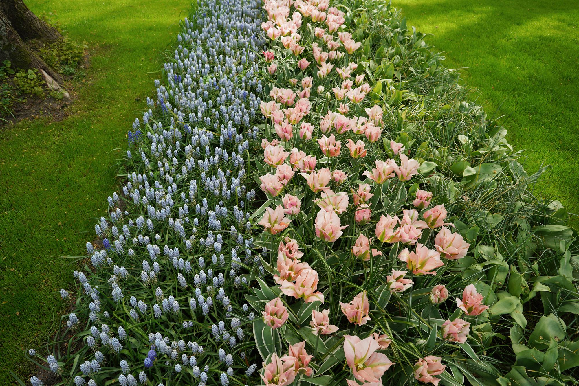Tulip Garden II (81)