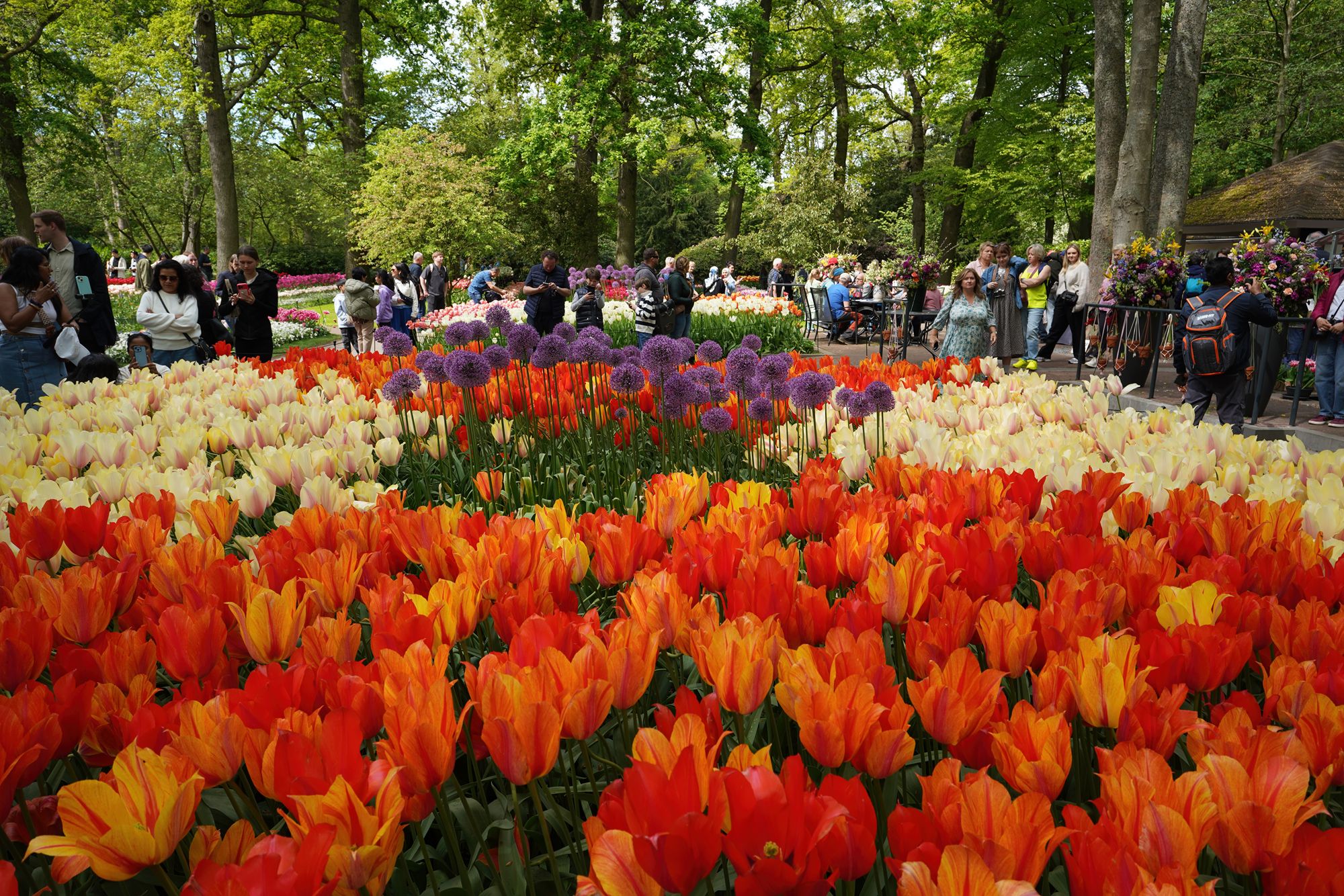 Tulip Garden II (82)