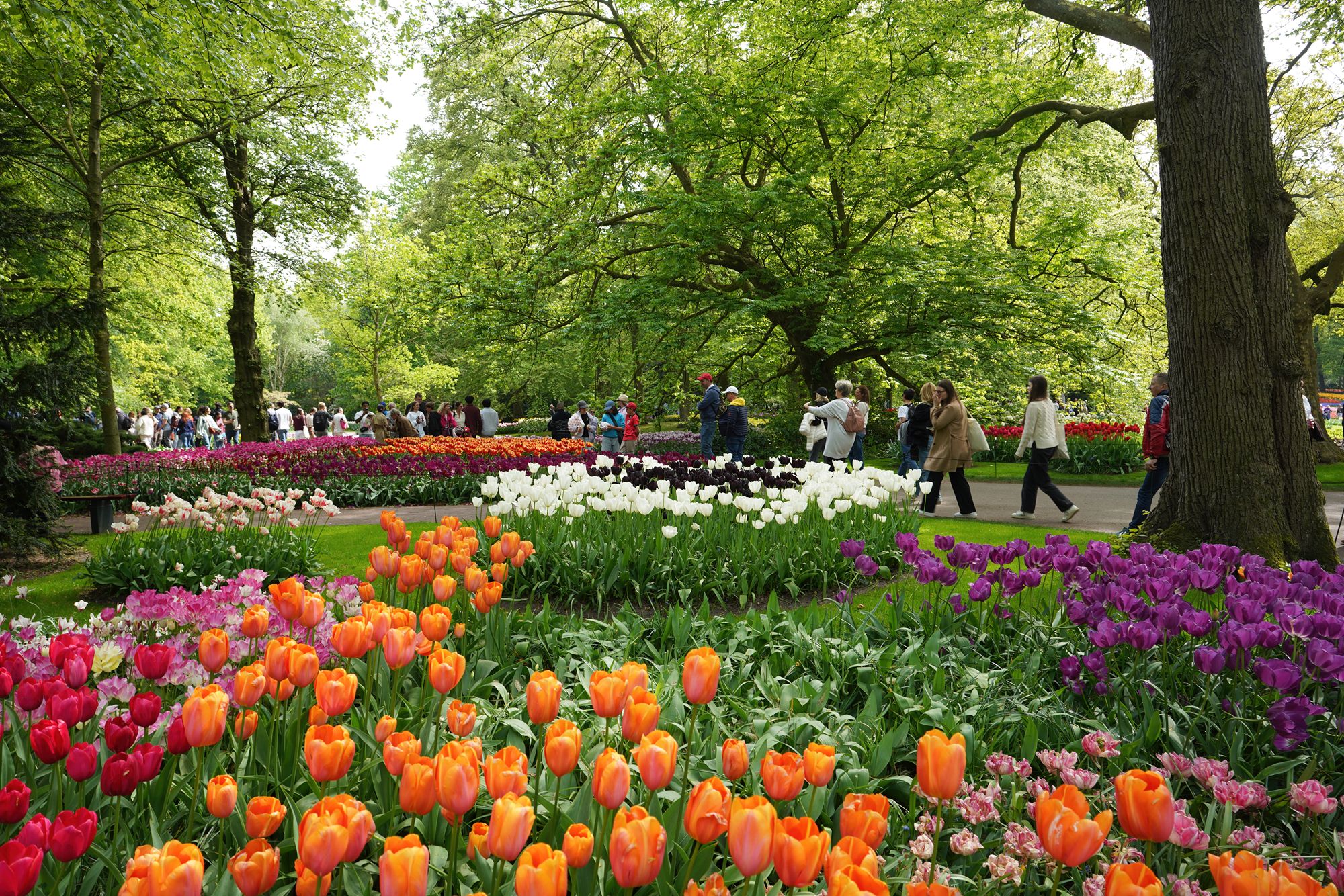 Tulip Garden II (83)