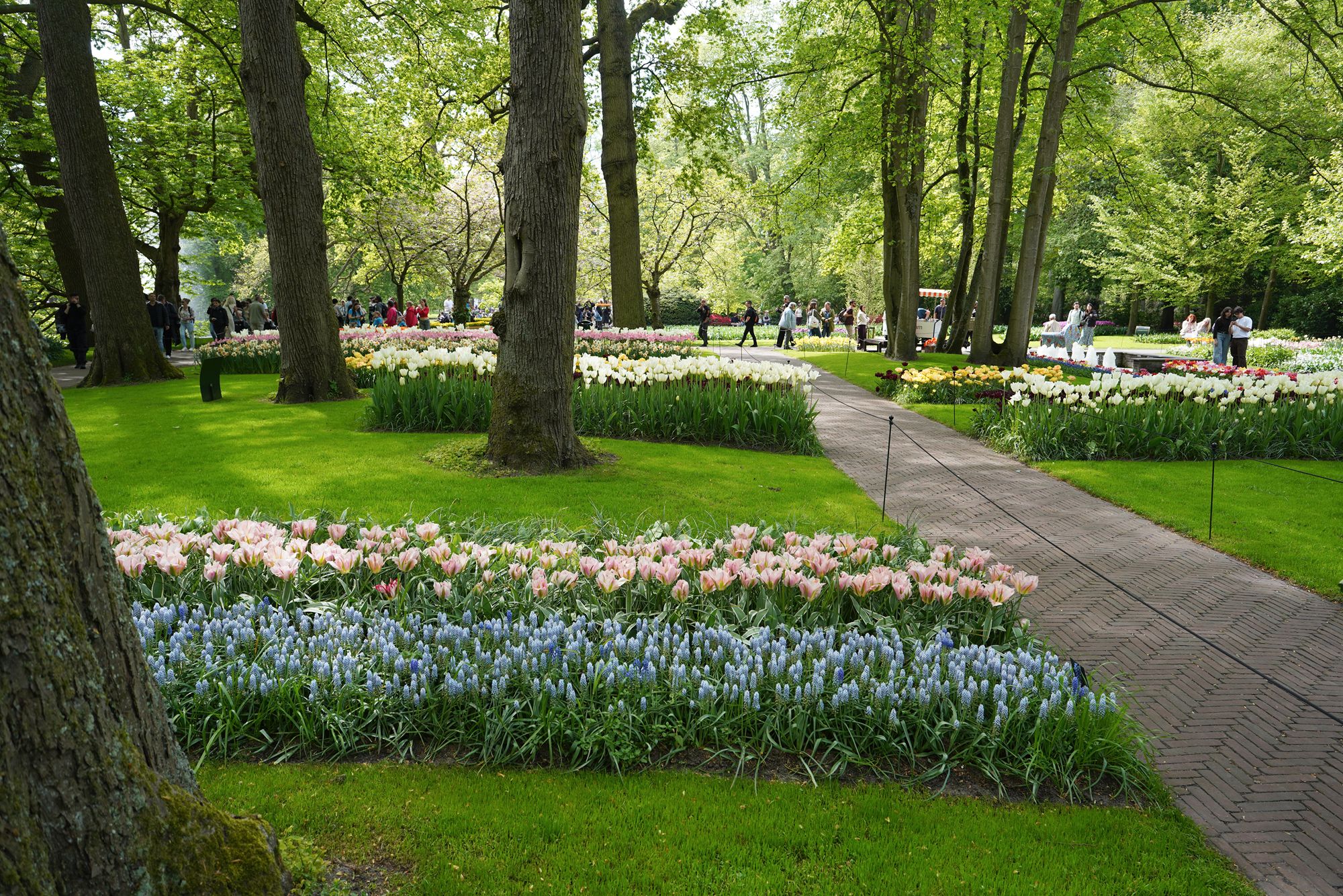 Tulip Garden II (84)