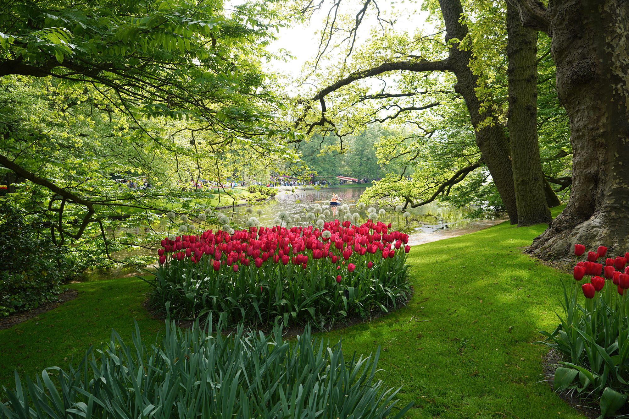 Tulip Garden II (86)