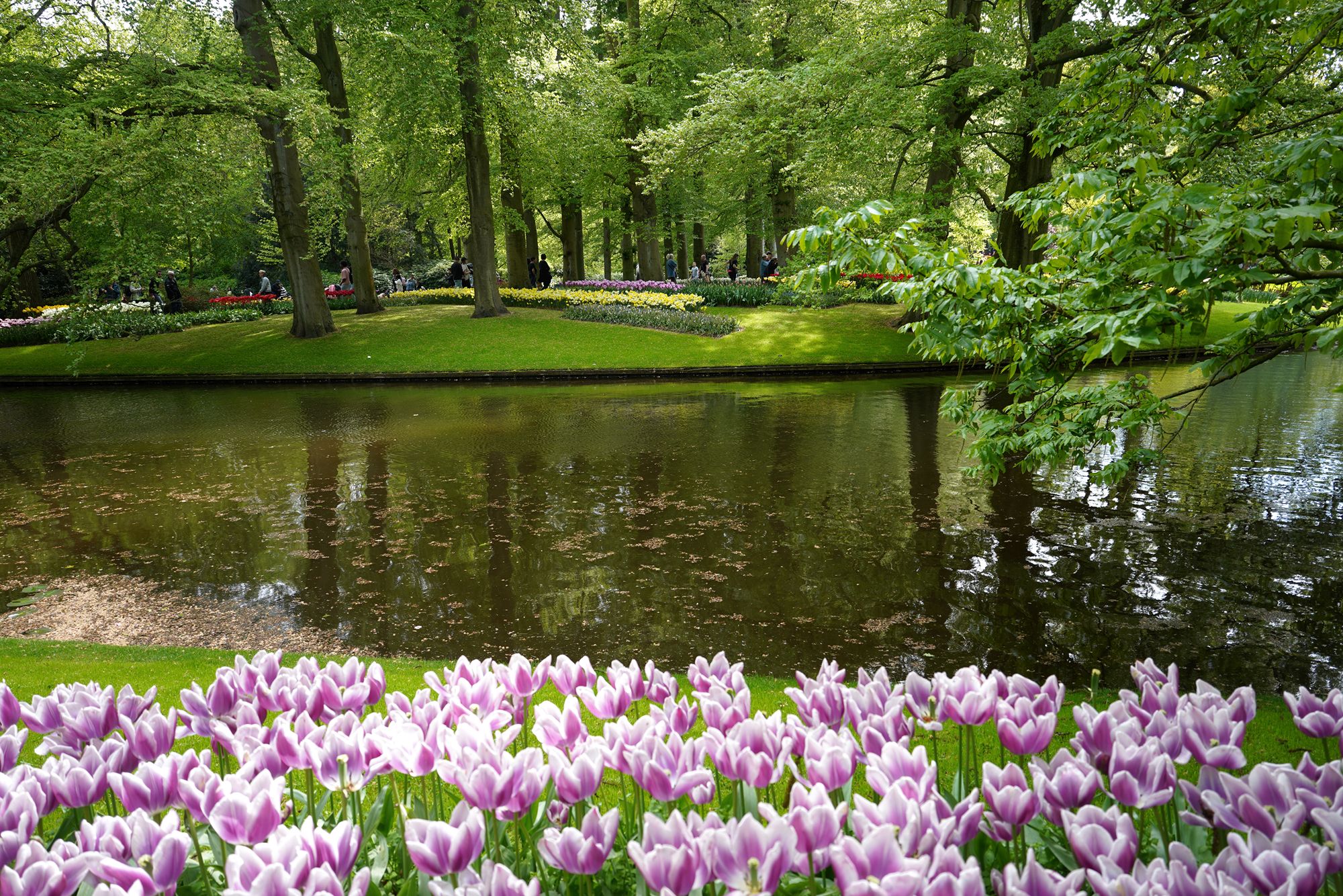 Tulip Garden II (87)