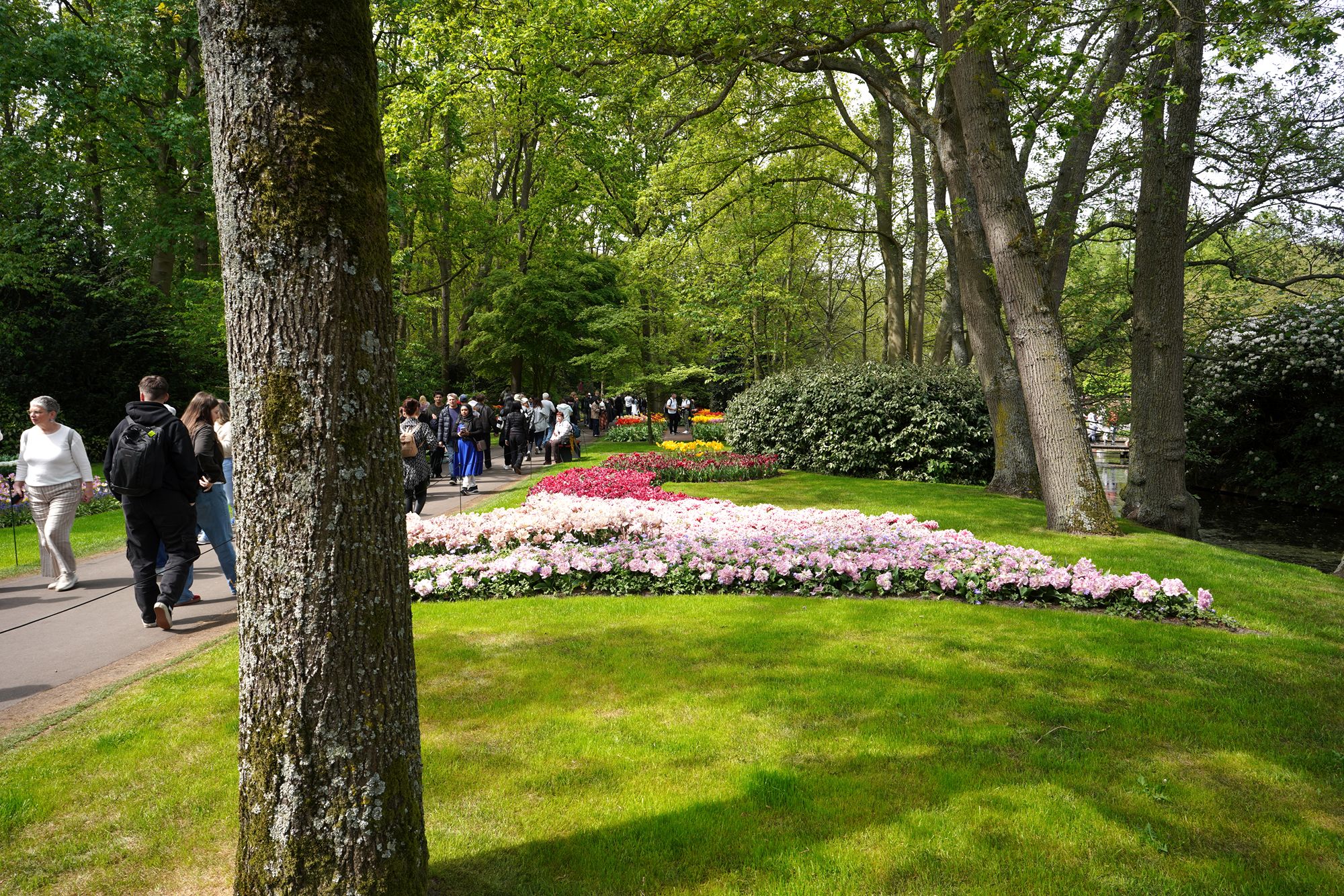 Tulip Garden II (9)