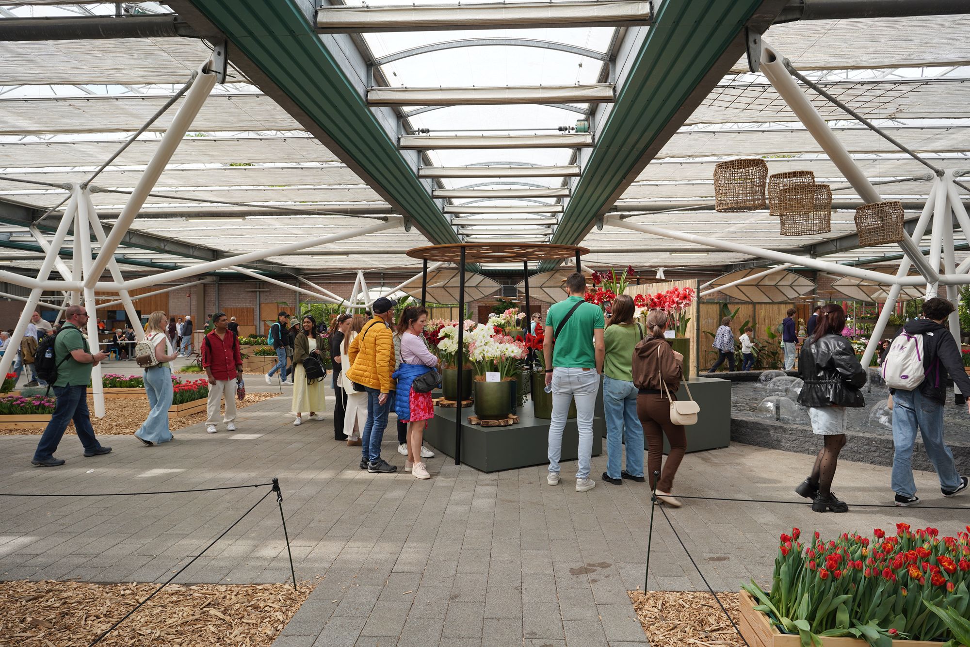 Tulip Garden II (90)