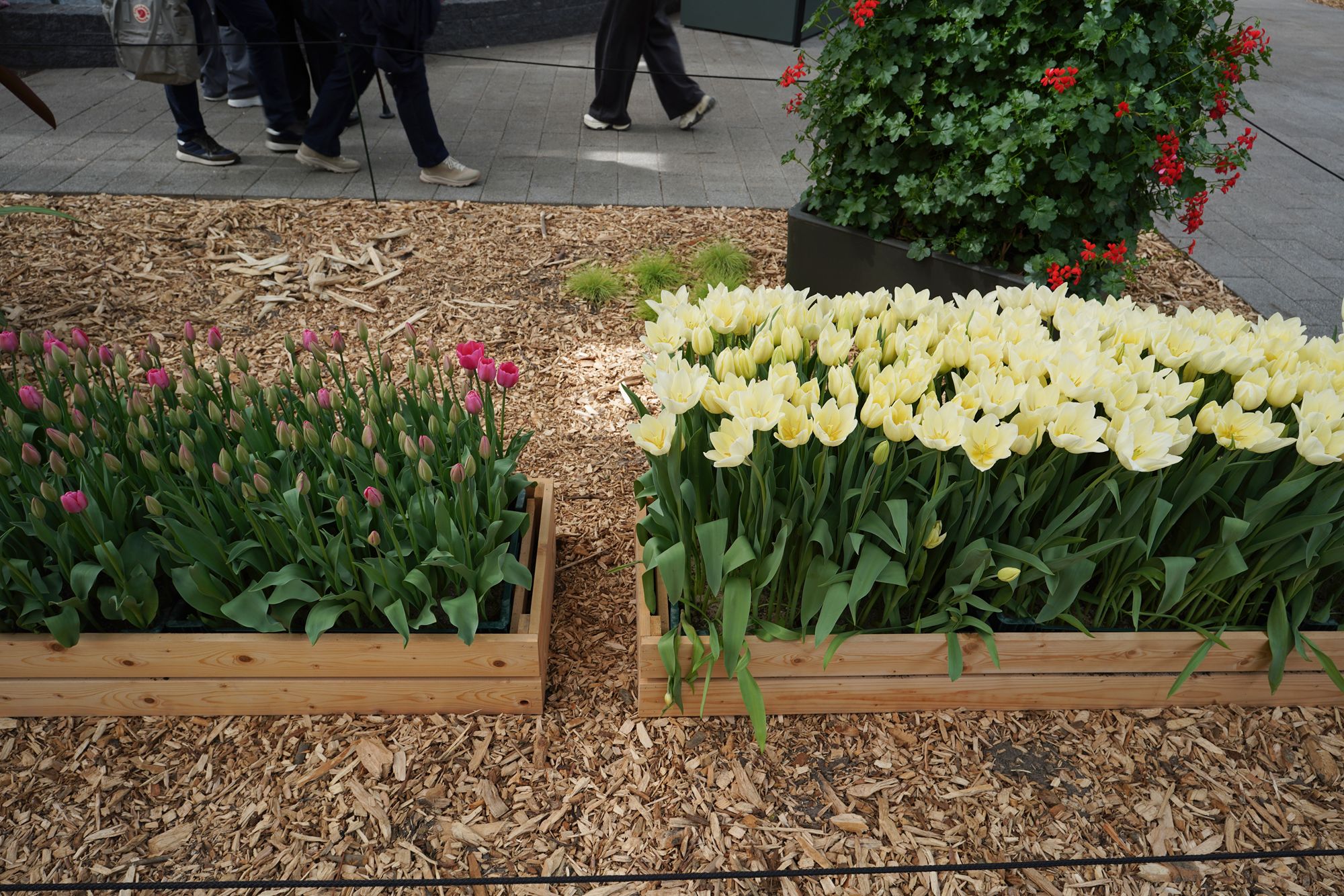 Tulip Garden II (92)