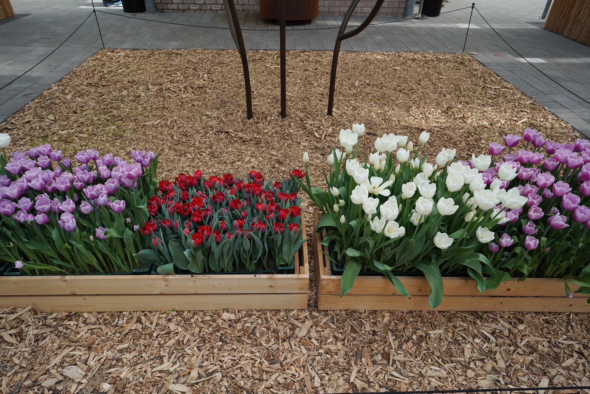 Tulip Garden II (93)
