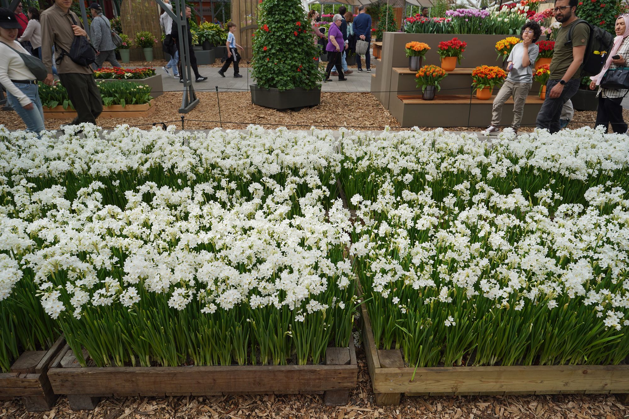 Tulip Garden II (95)
