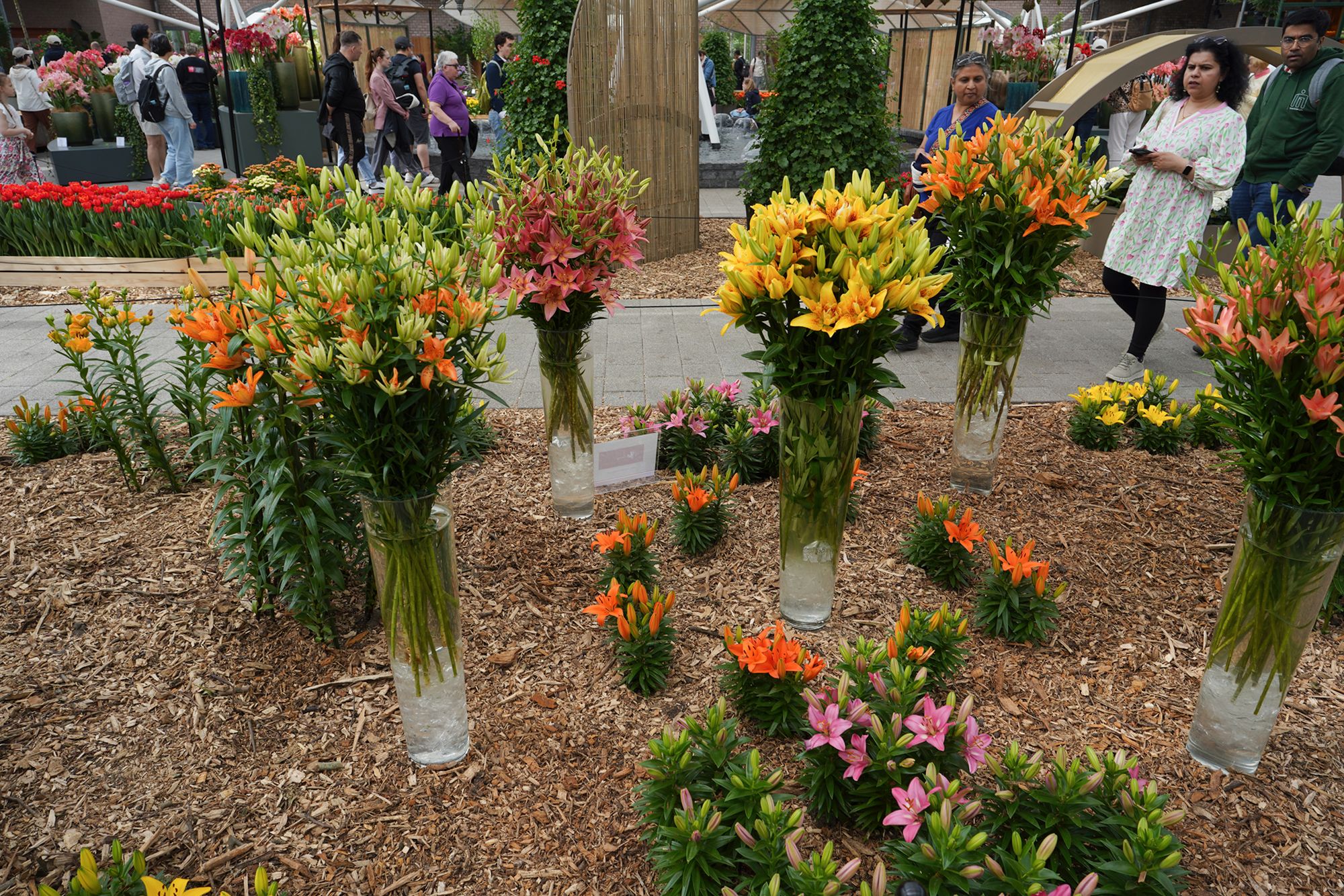 Tulip Garden II (96)
