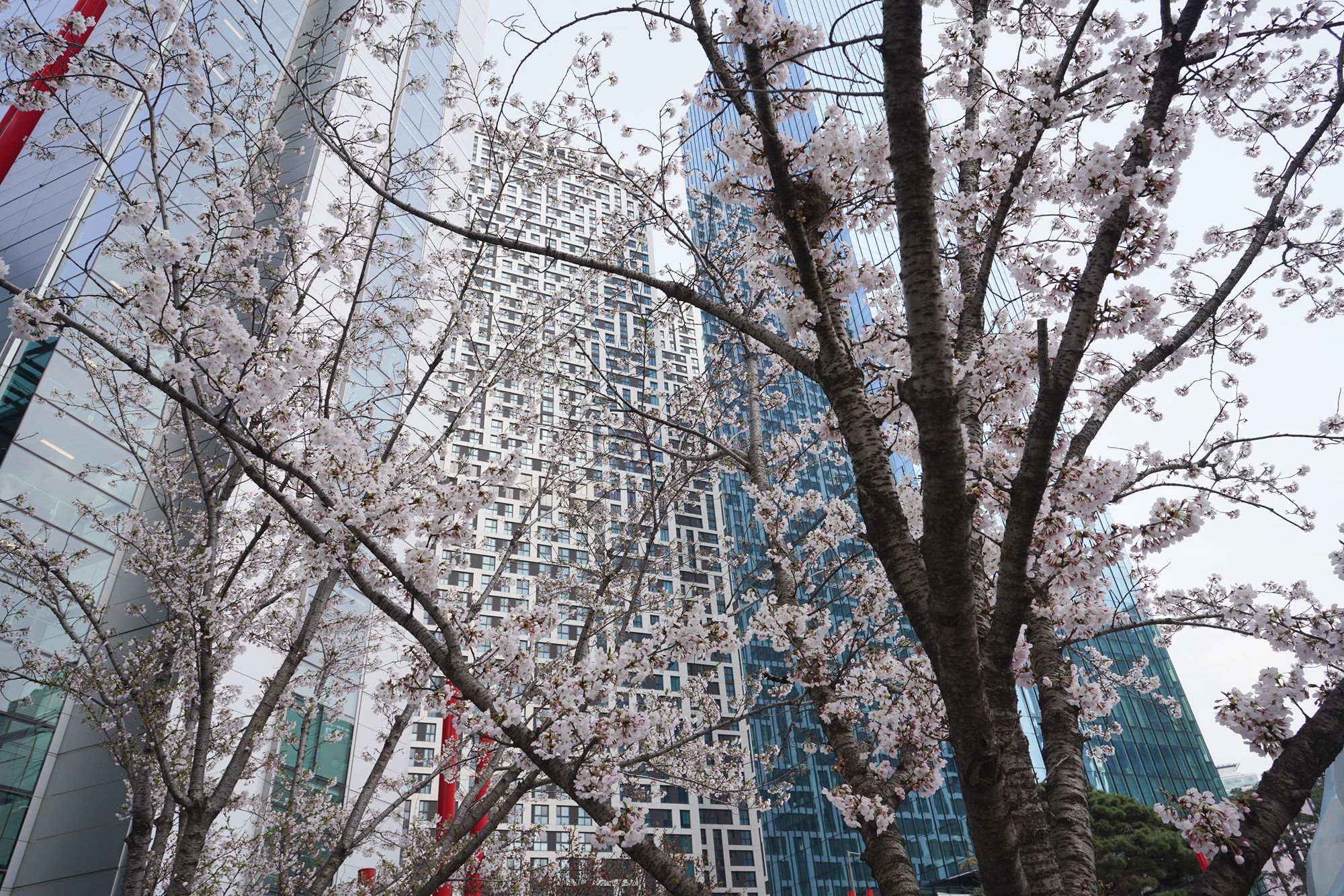 Yeouido Cherry Blossoms (102) Yeouido Cherry Blossoms (102)