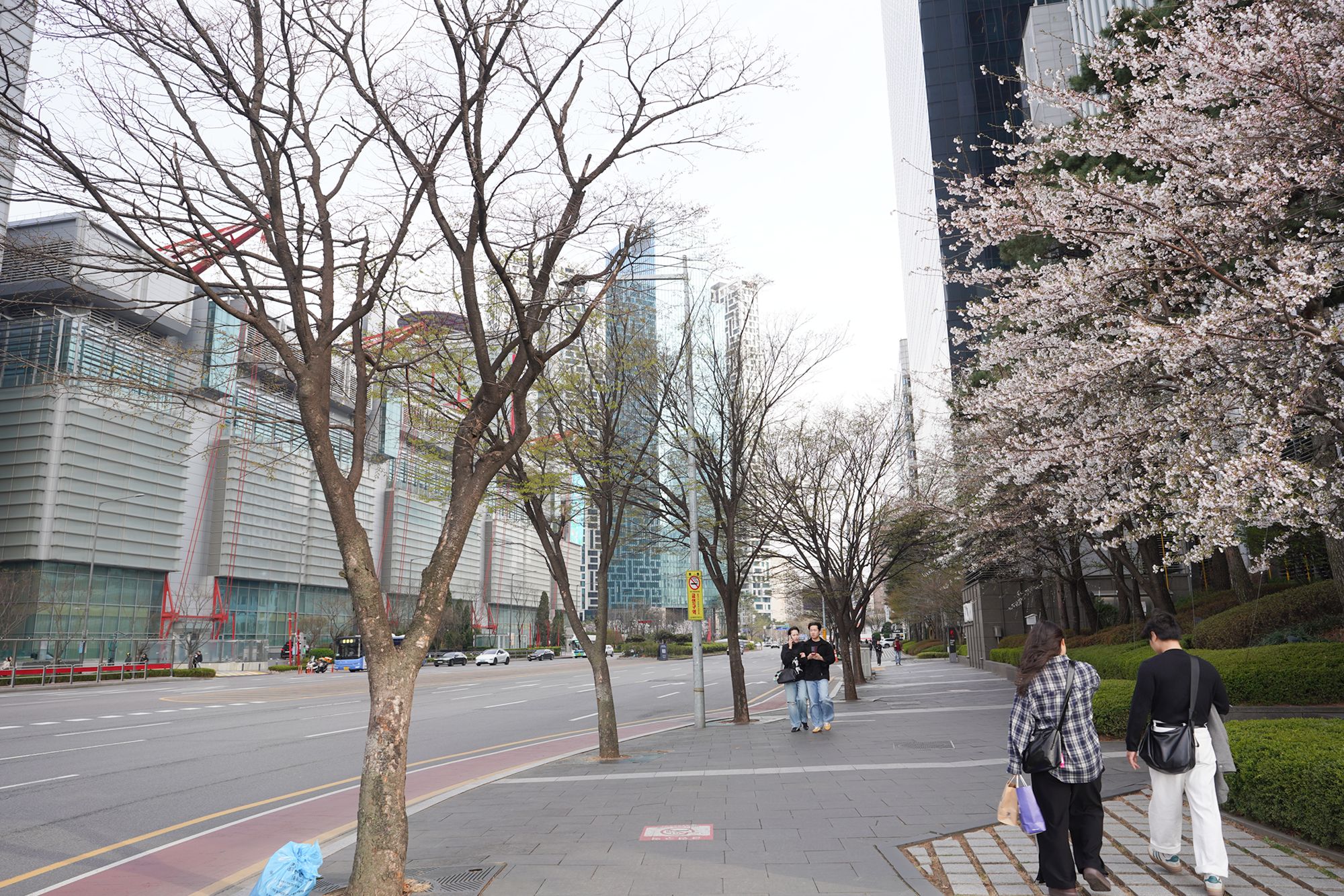 Yeouido Cherry Blossoms (105) Yeouido Cherry Blossoms (105)
