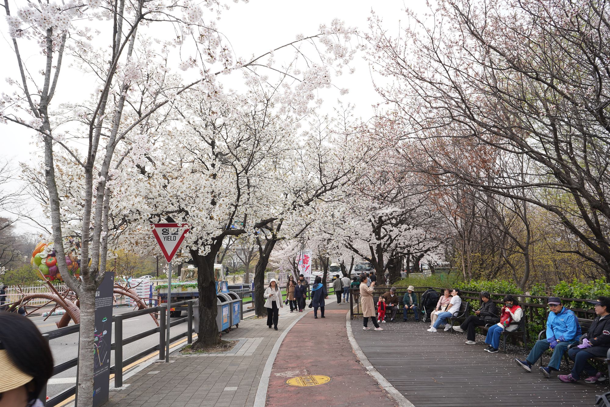 Yeouido Cherry Blossoms (11) Yeouido Cherry Blossoms (11)