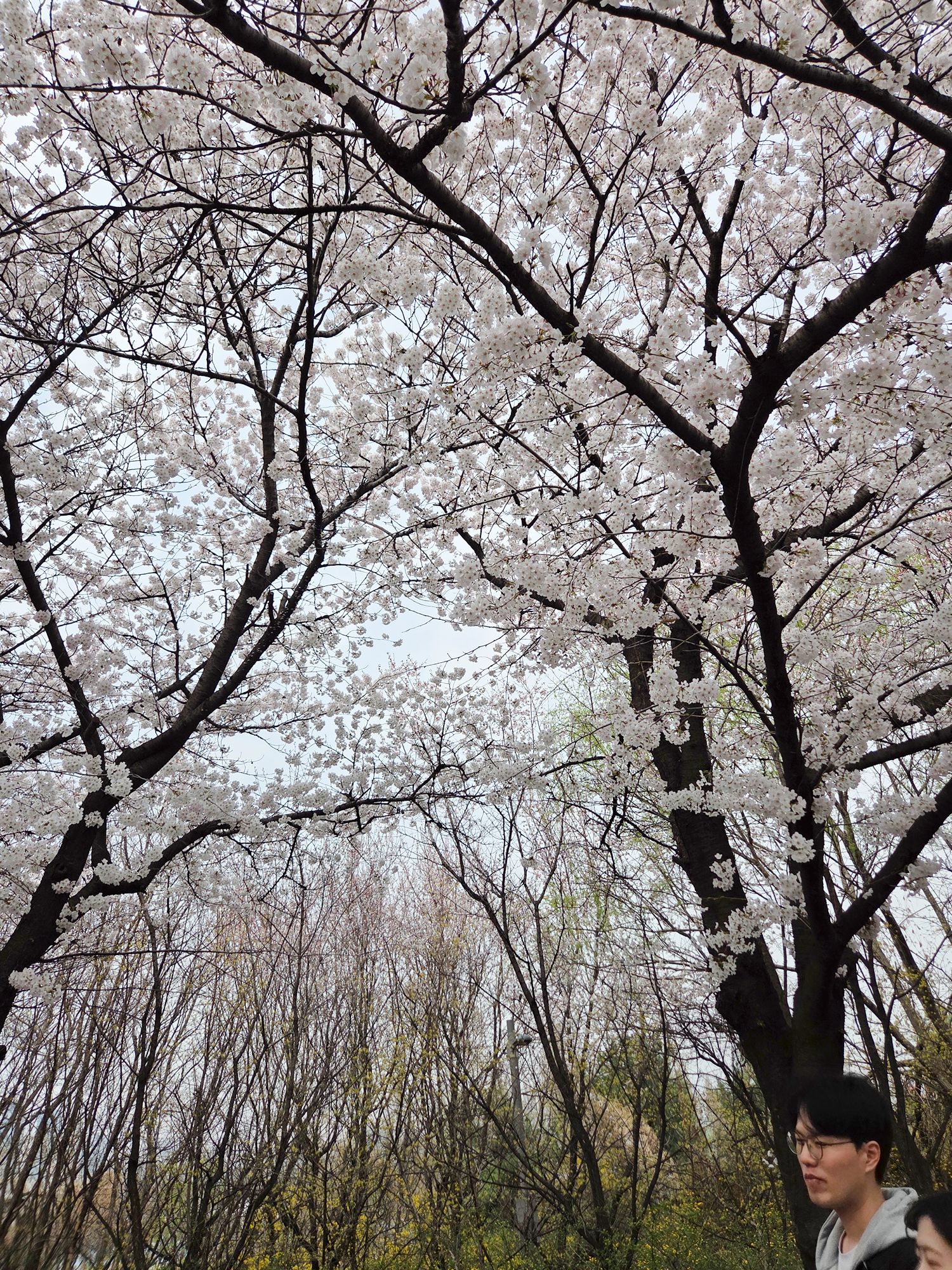 Yeouido Cherry Blossoms (12) Yeouido Cherry Blossoms (12)