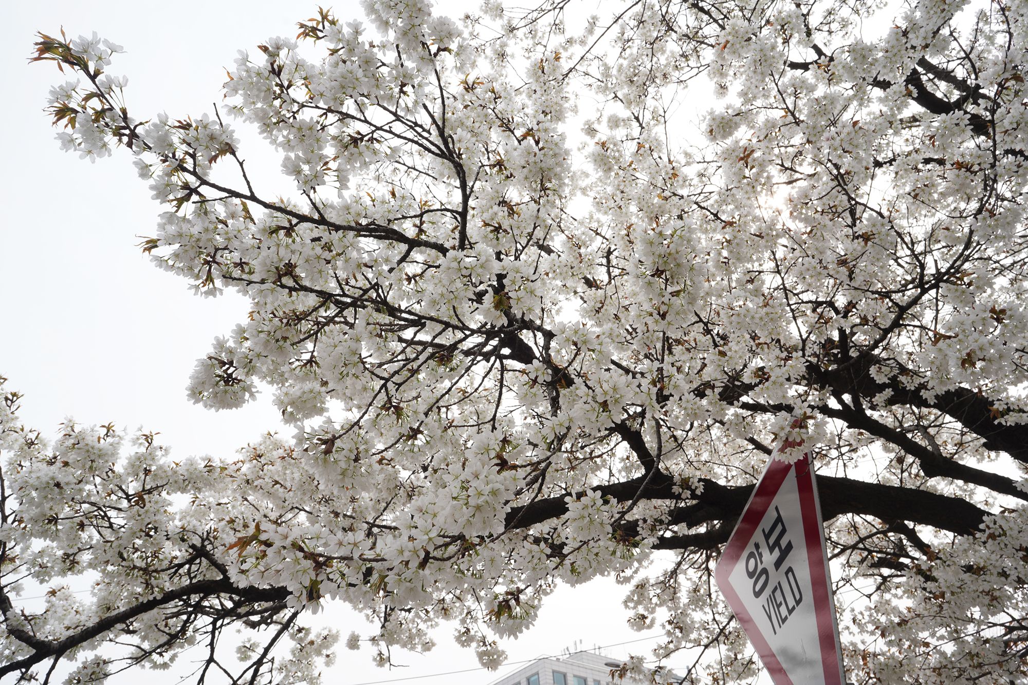 Yeouido Cherry Blossoms (13) Yeouido Cherry Blossoms (13)