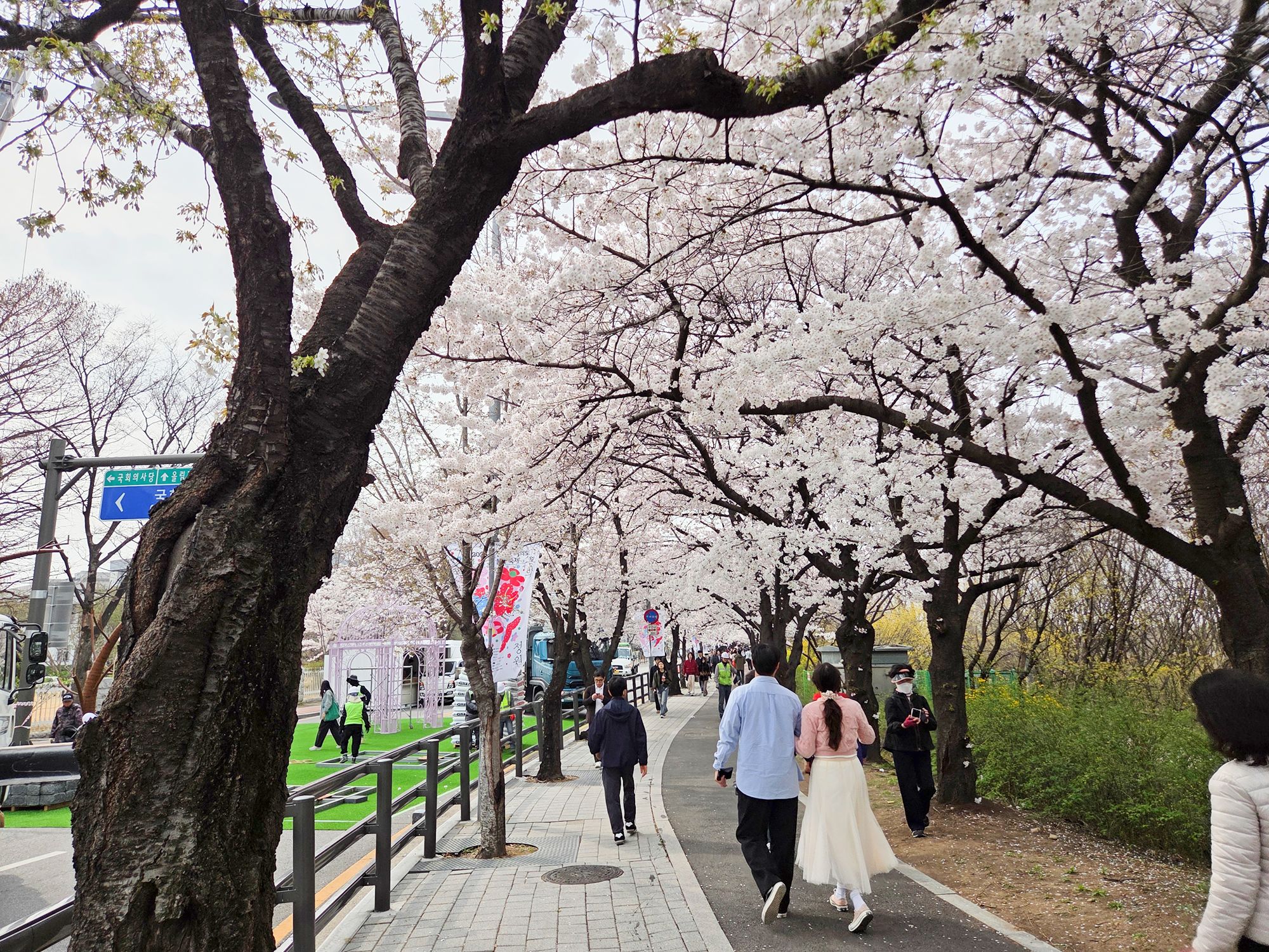 Yeouido Cherry Blossoms (15) Yeouido Cherry Blossoms (15)