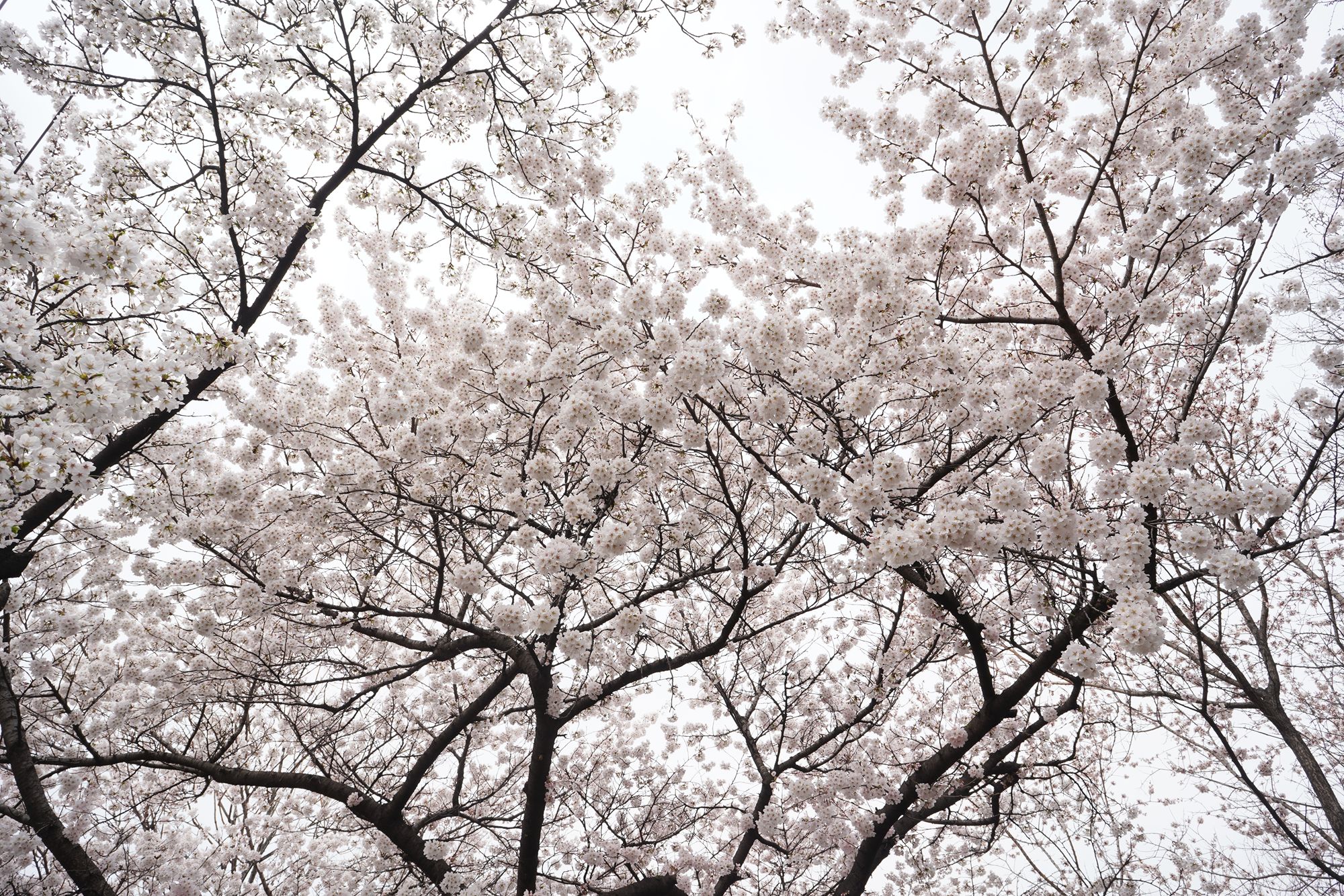 Yeouido Cherry Blossoms (16) Yeouido Cherry Blossoms (16)