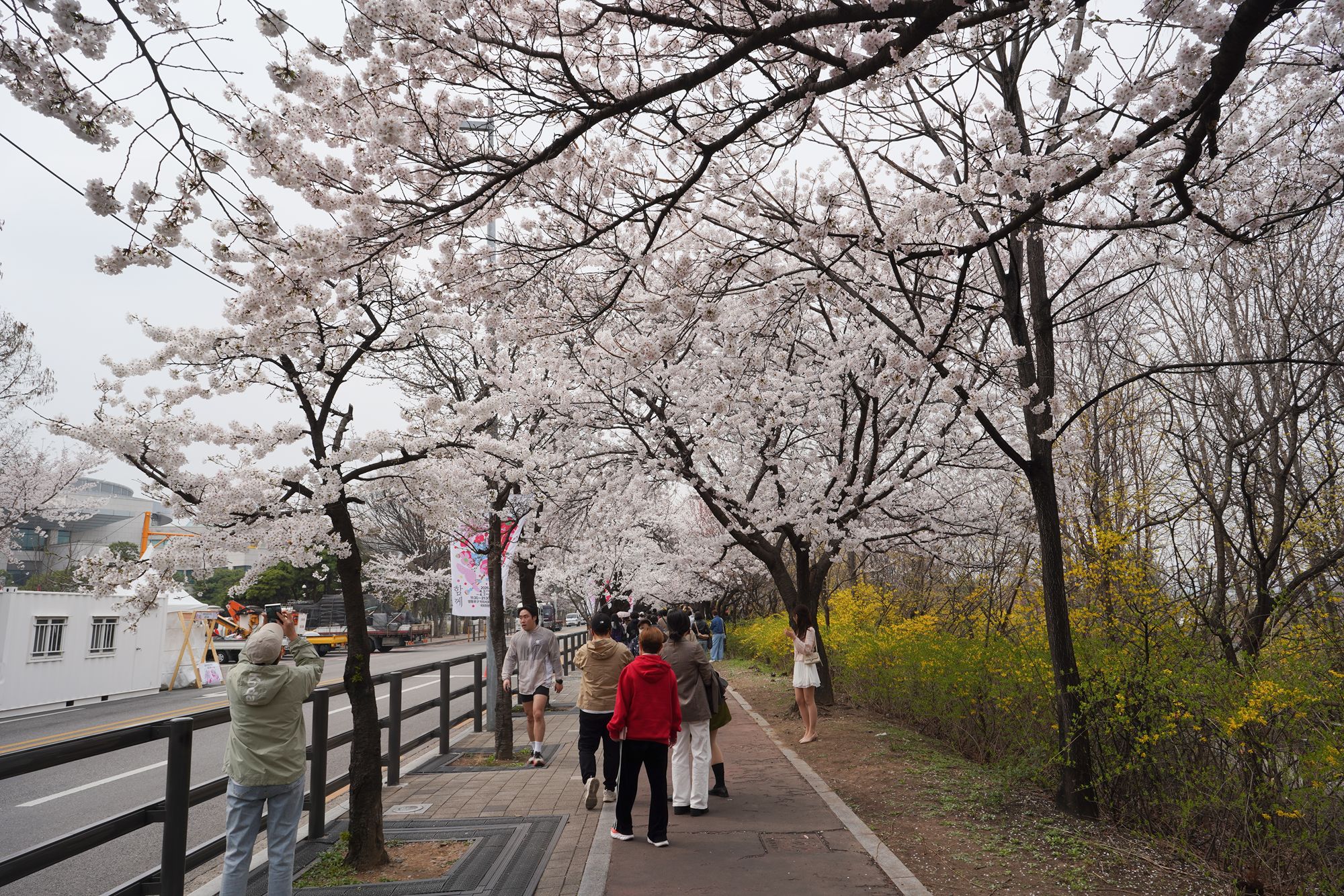 Yeouido Cherry Blossoms (17) Yeouido Cherry Blossoms (17)