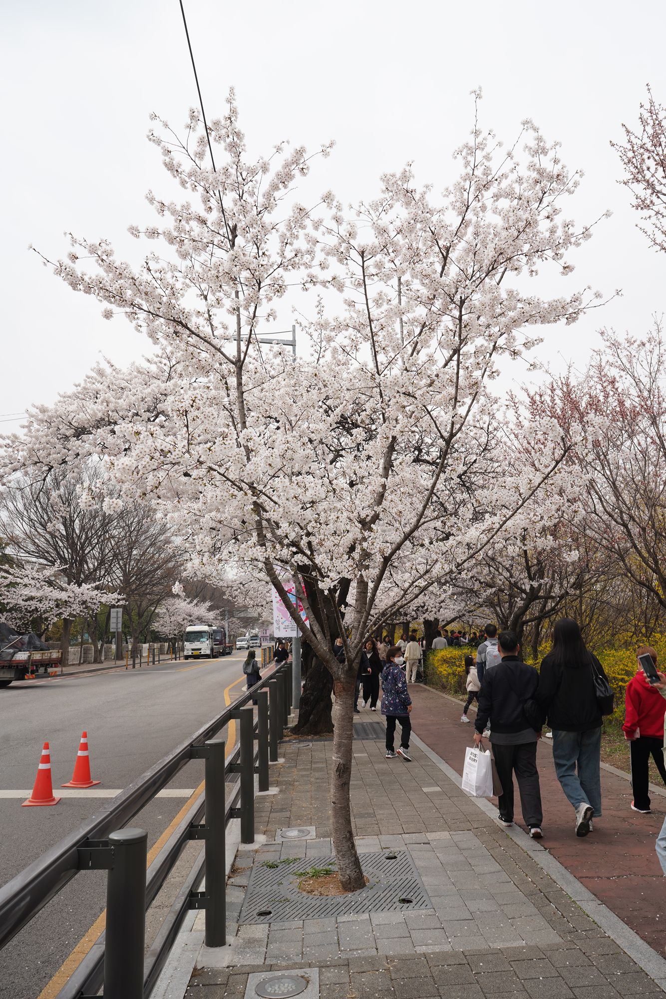 Yeouido Cherry Blossoms (18) Yeouido Cherry Blossoms (18)
