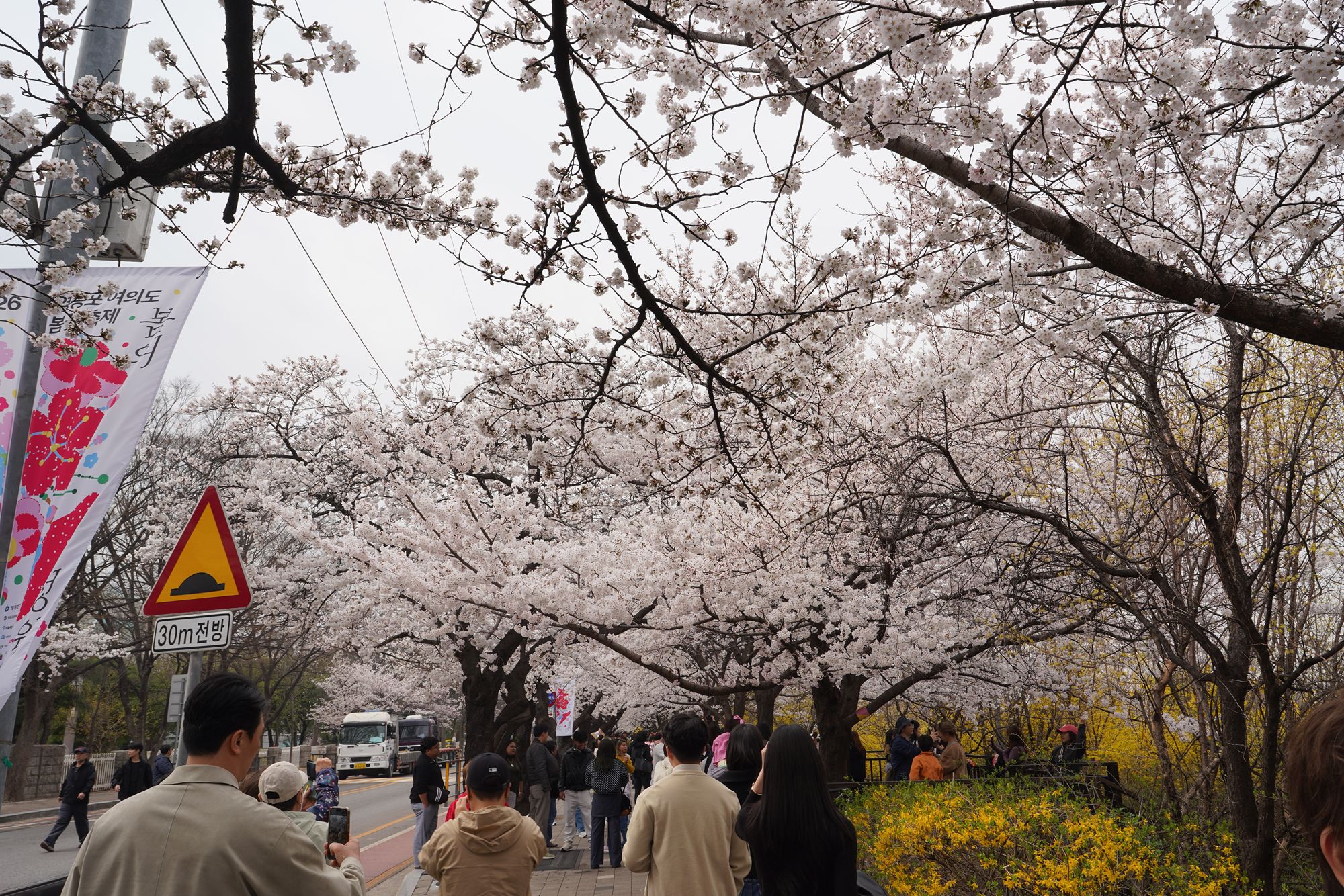 Yeouido Cherry Blossoms (19) Yeouido Cherry Blossoms (19)