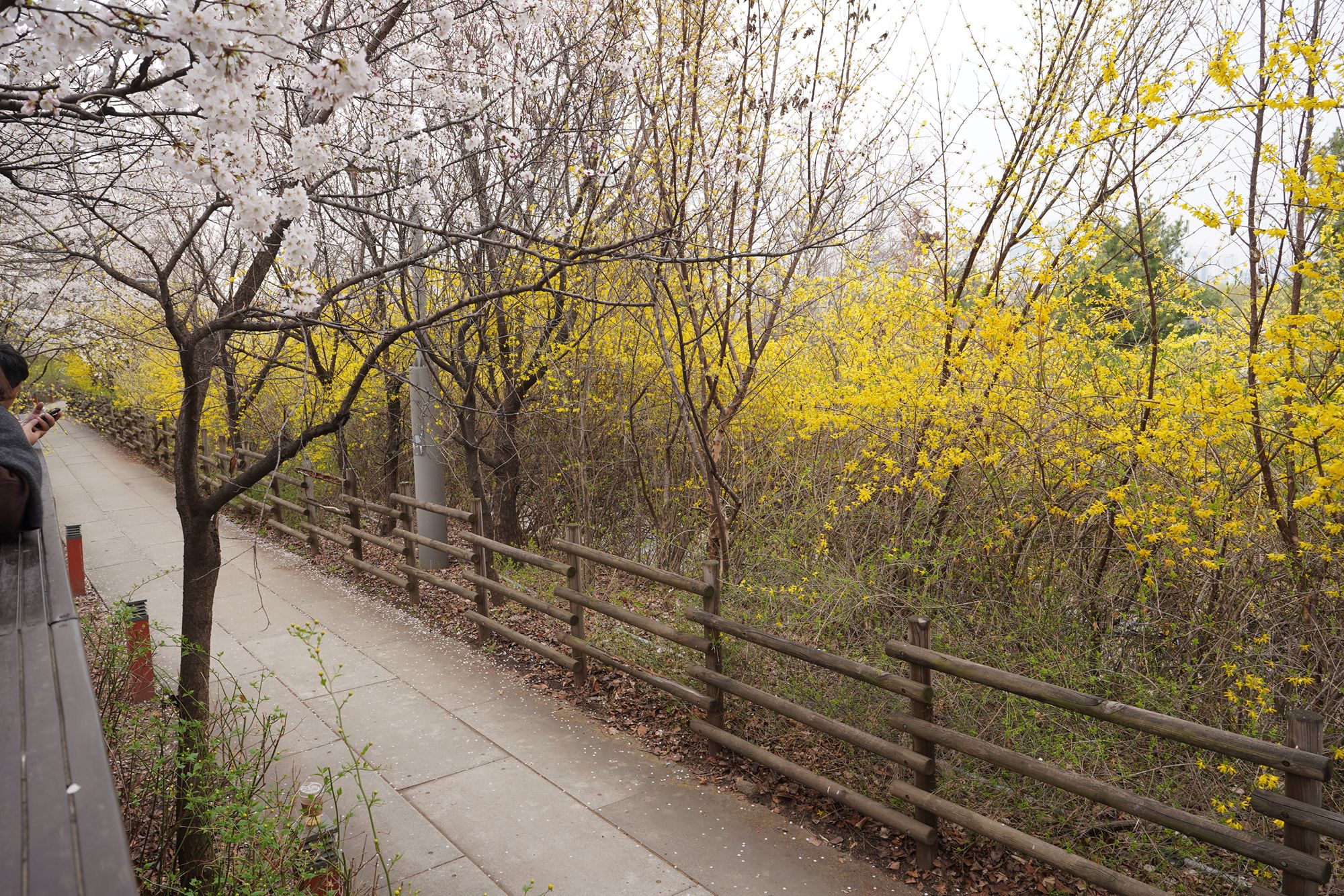 Yeouido Cherry Blossoms (20) Yeouido Cherry Blossoms (20)