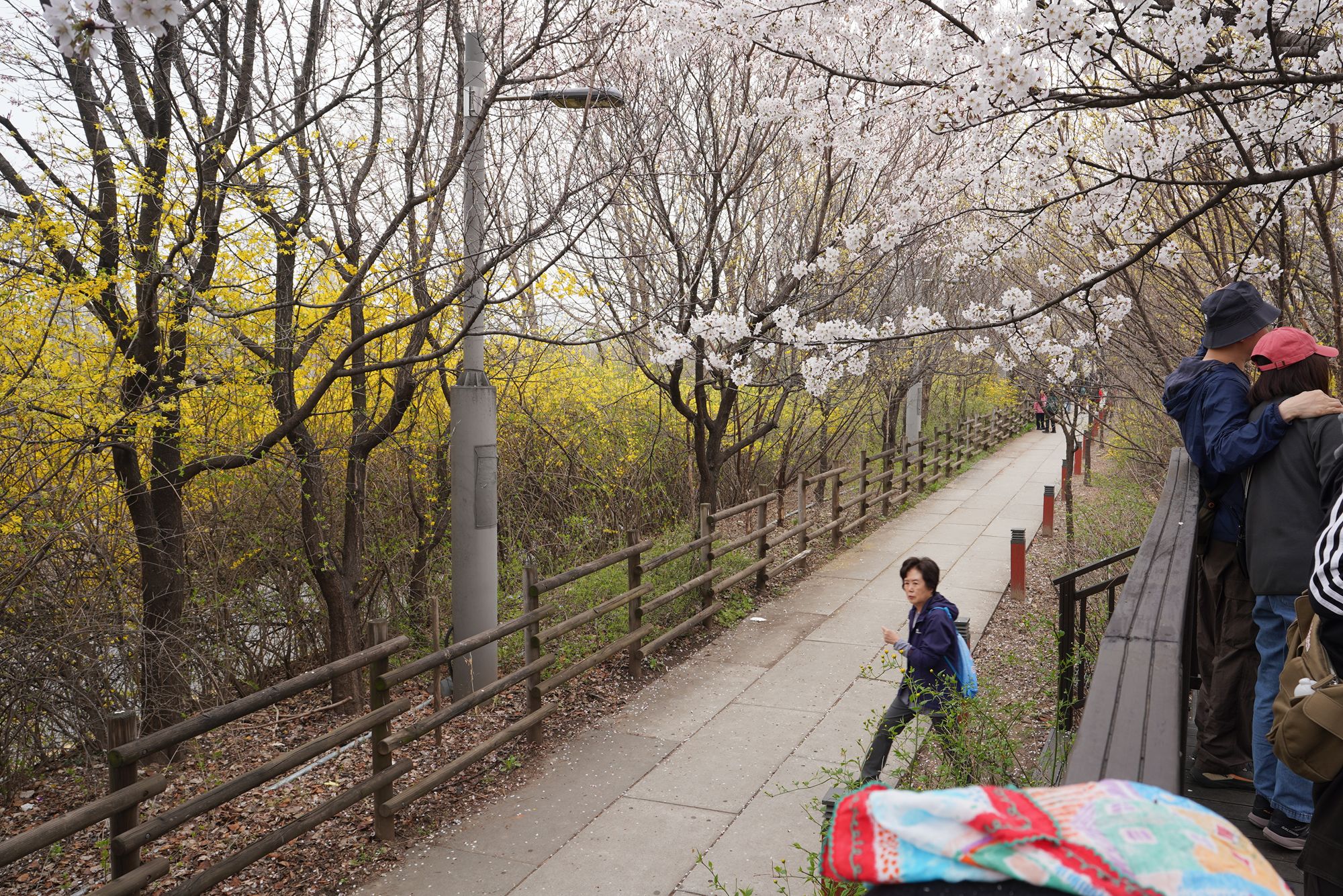 Yeouido Cherry Blossoms (22) Yeouido Cherry Blossoms (22)