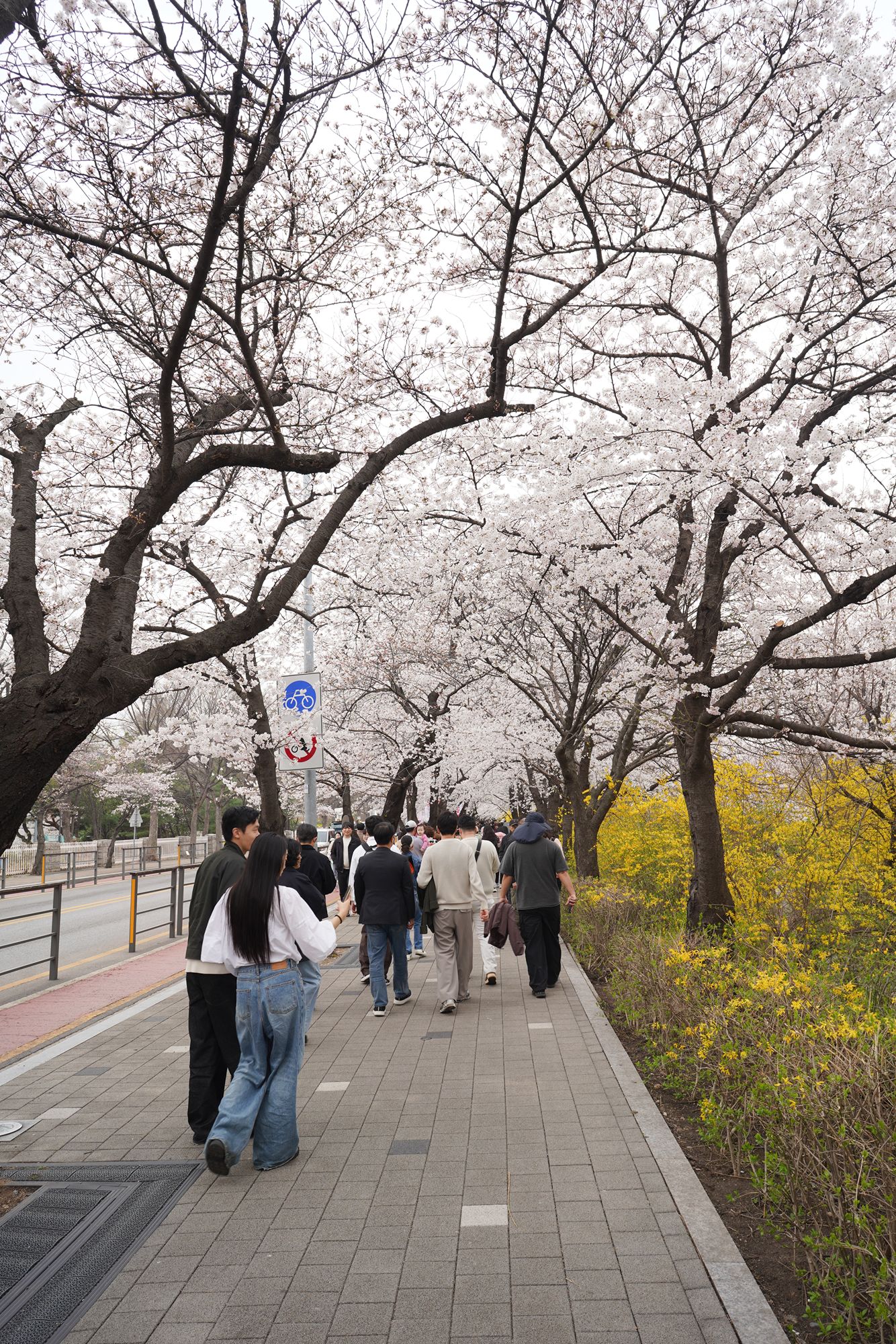 Yeouido Cherry Blossoms (23) Yeouido Cherry Blossoms (23)