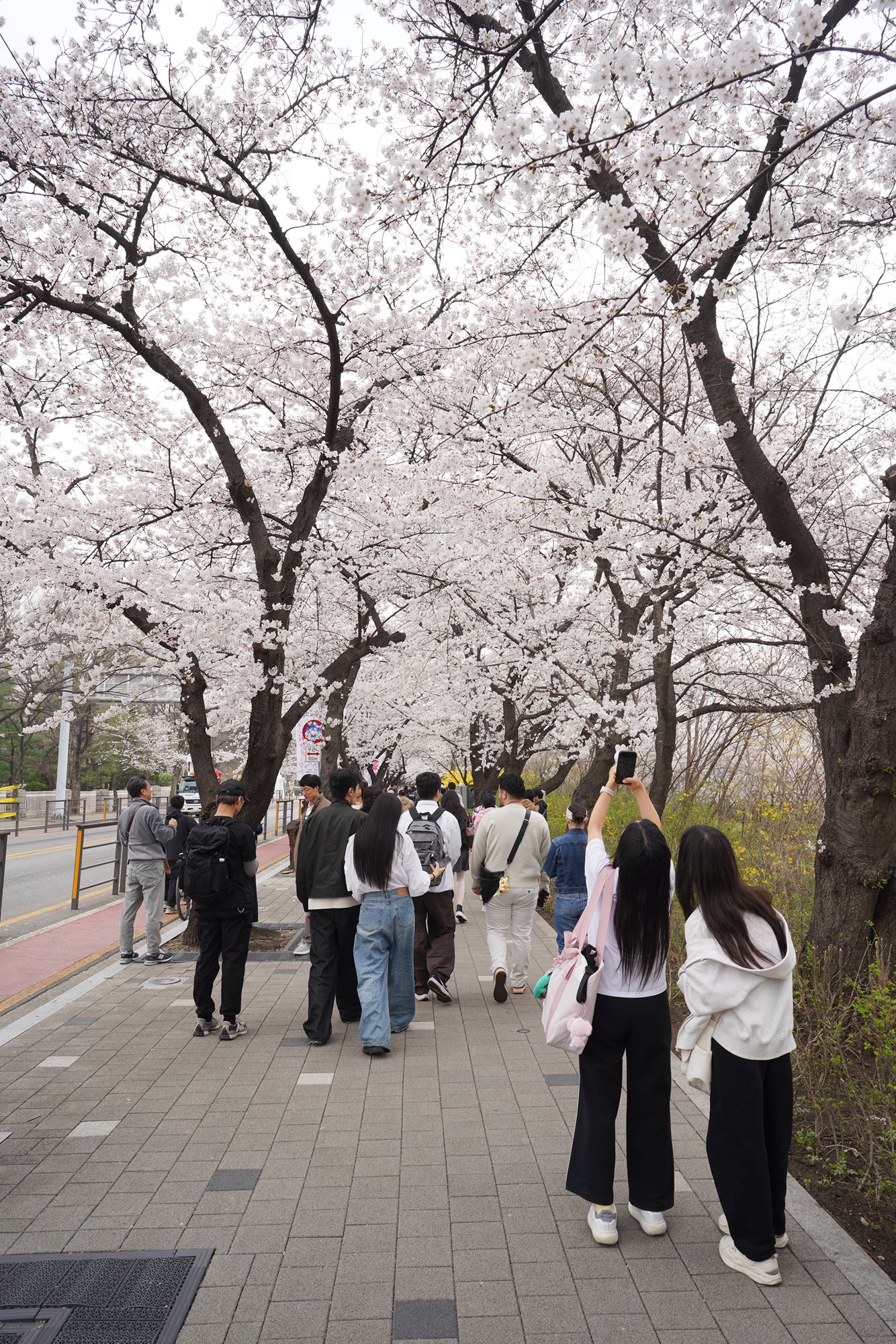Yeouido Cherry Blossoms (24) Yeouido Cherry Blossoms (24)