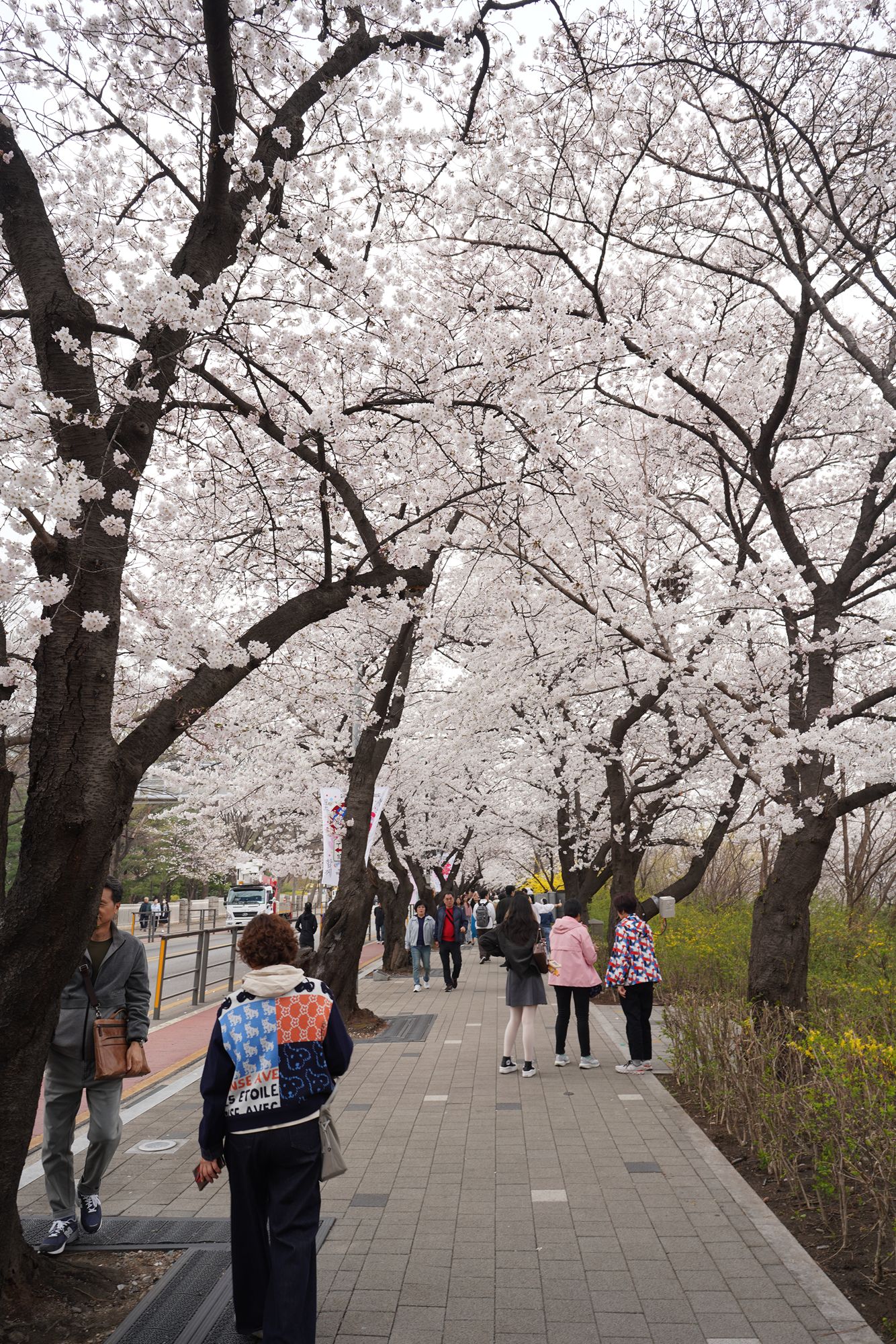 Yeouido Cherry Blossoms (25) Yeouido Cherry Blossoms (25)
