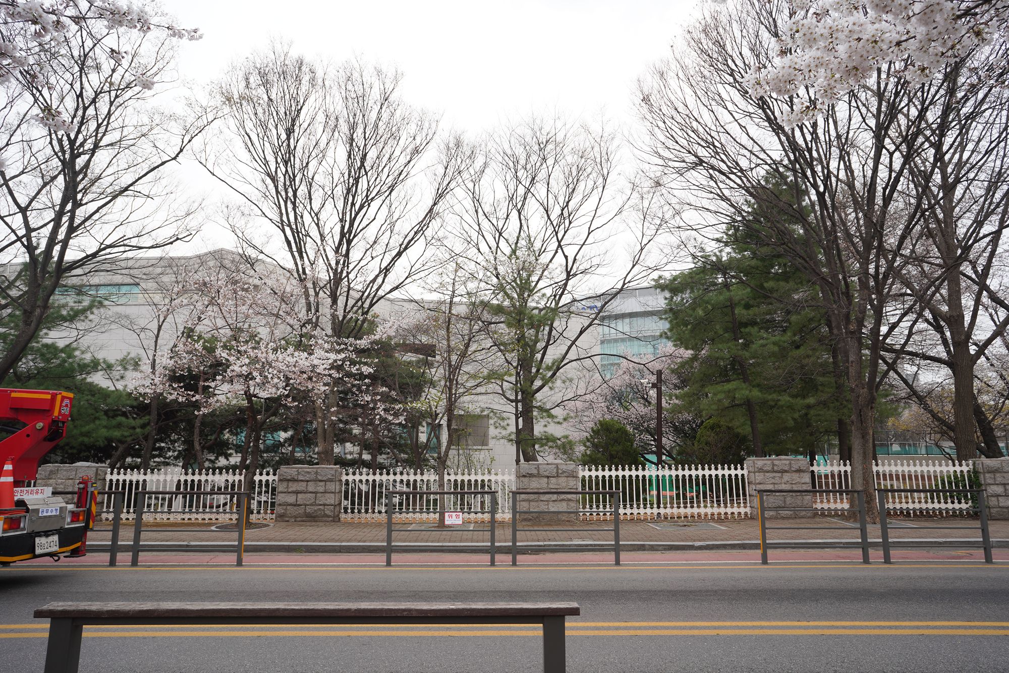 Yeouido Cherry Blossoms (26) Yeouido Cherry Blossoms (26)