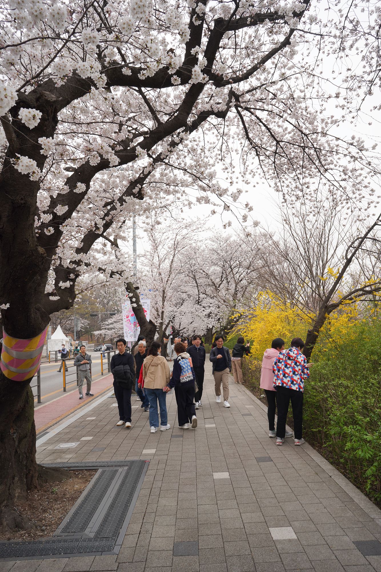 Yeouido Cherry Blossoms (27) Yeouido Cherry Blossoms (27)