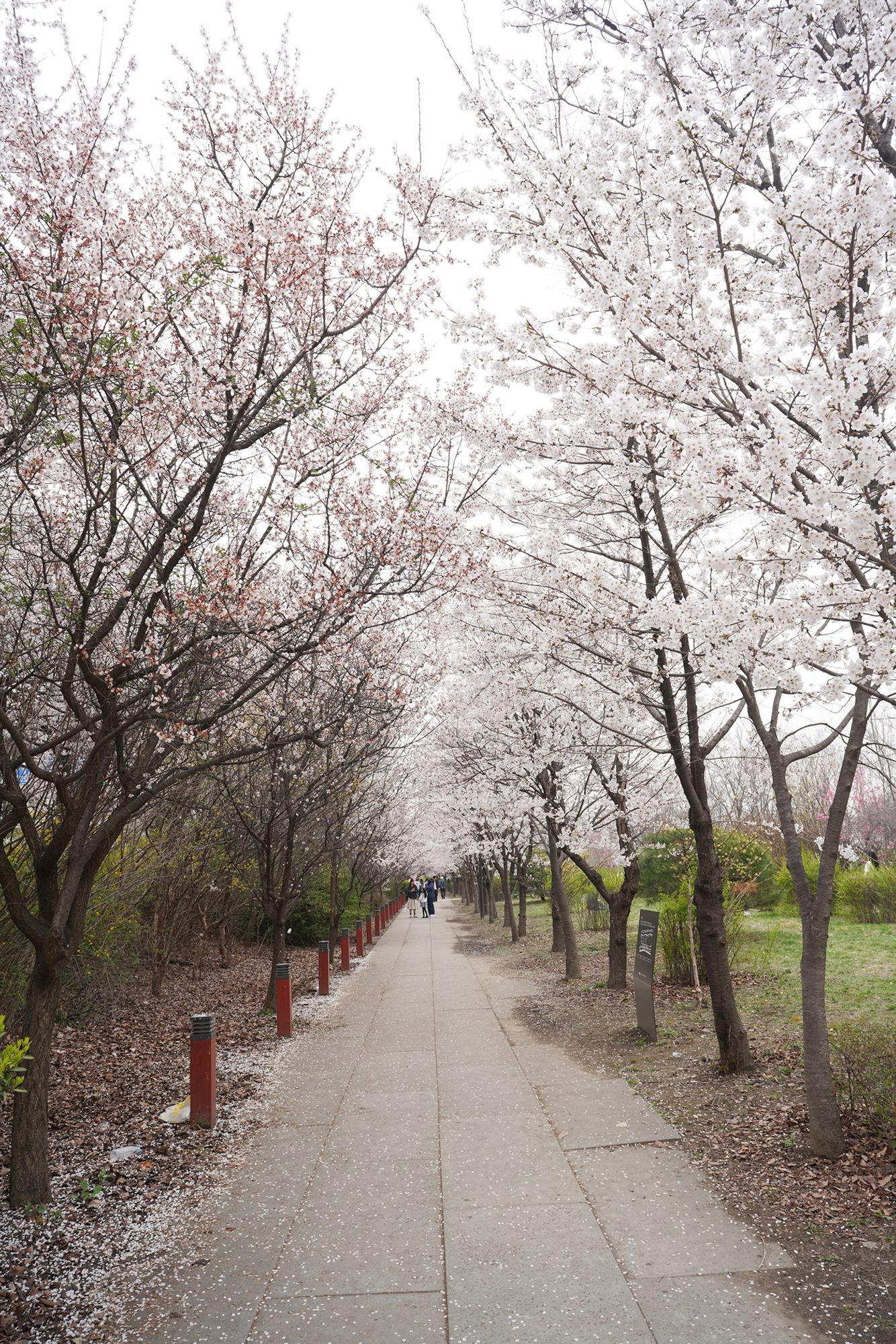 Yeouido Cherry Blossoms (28) Yeouido Cherry Blossoms (28)