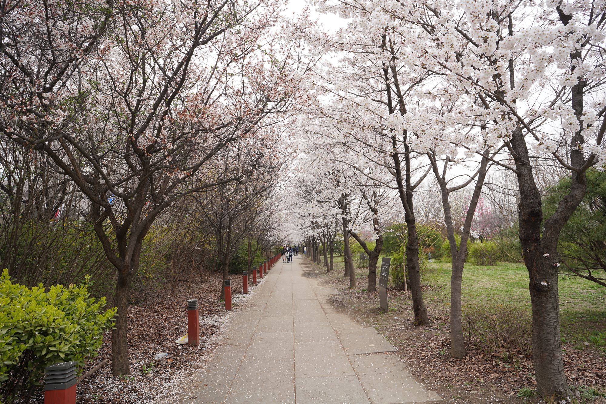 Yeouido Cherry Blossoms (29) Yeouido Cherry Blossoms (29)